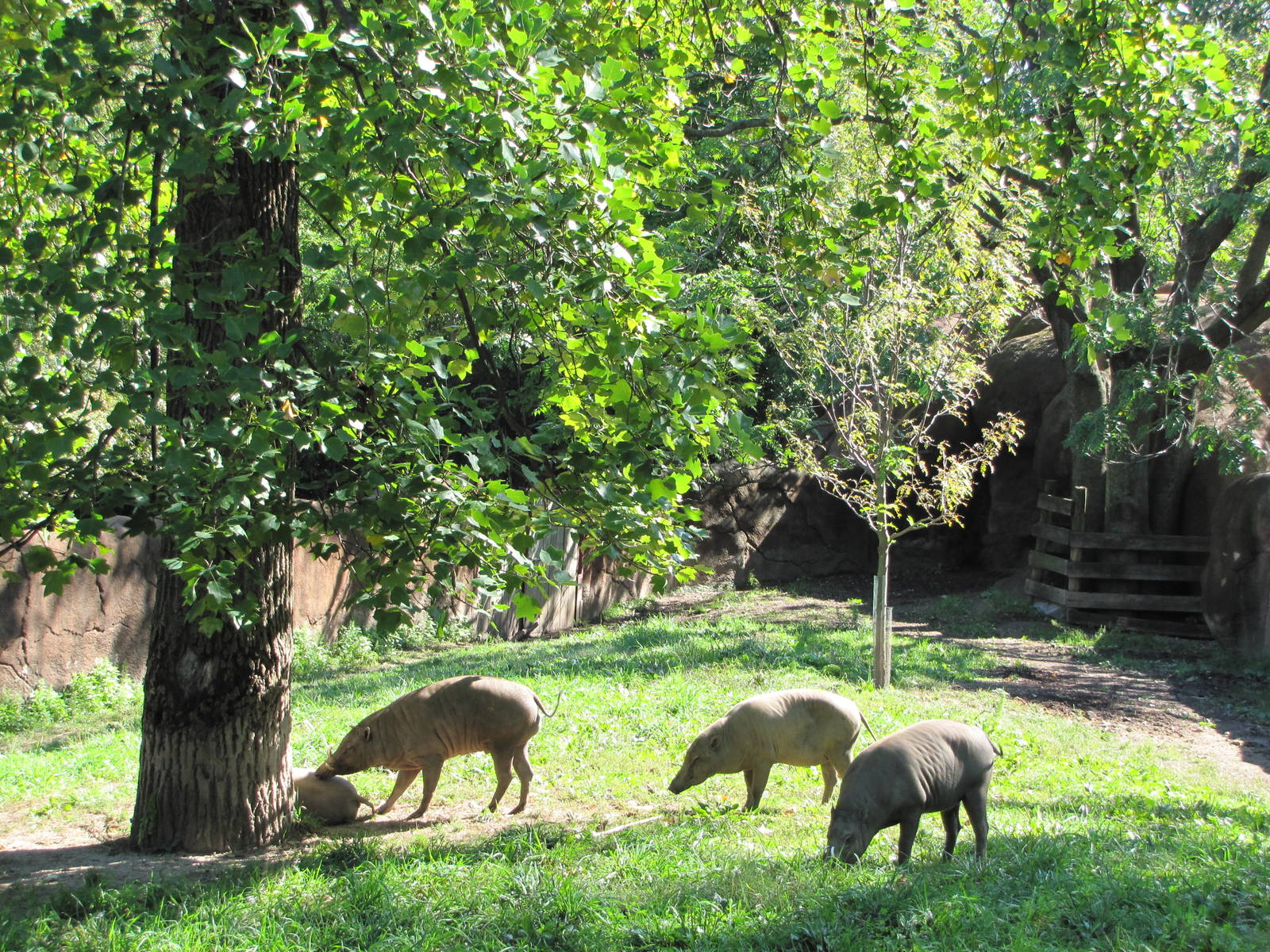 Saint Louis Zoo 2010 - Babirusa in Red Rocks