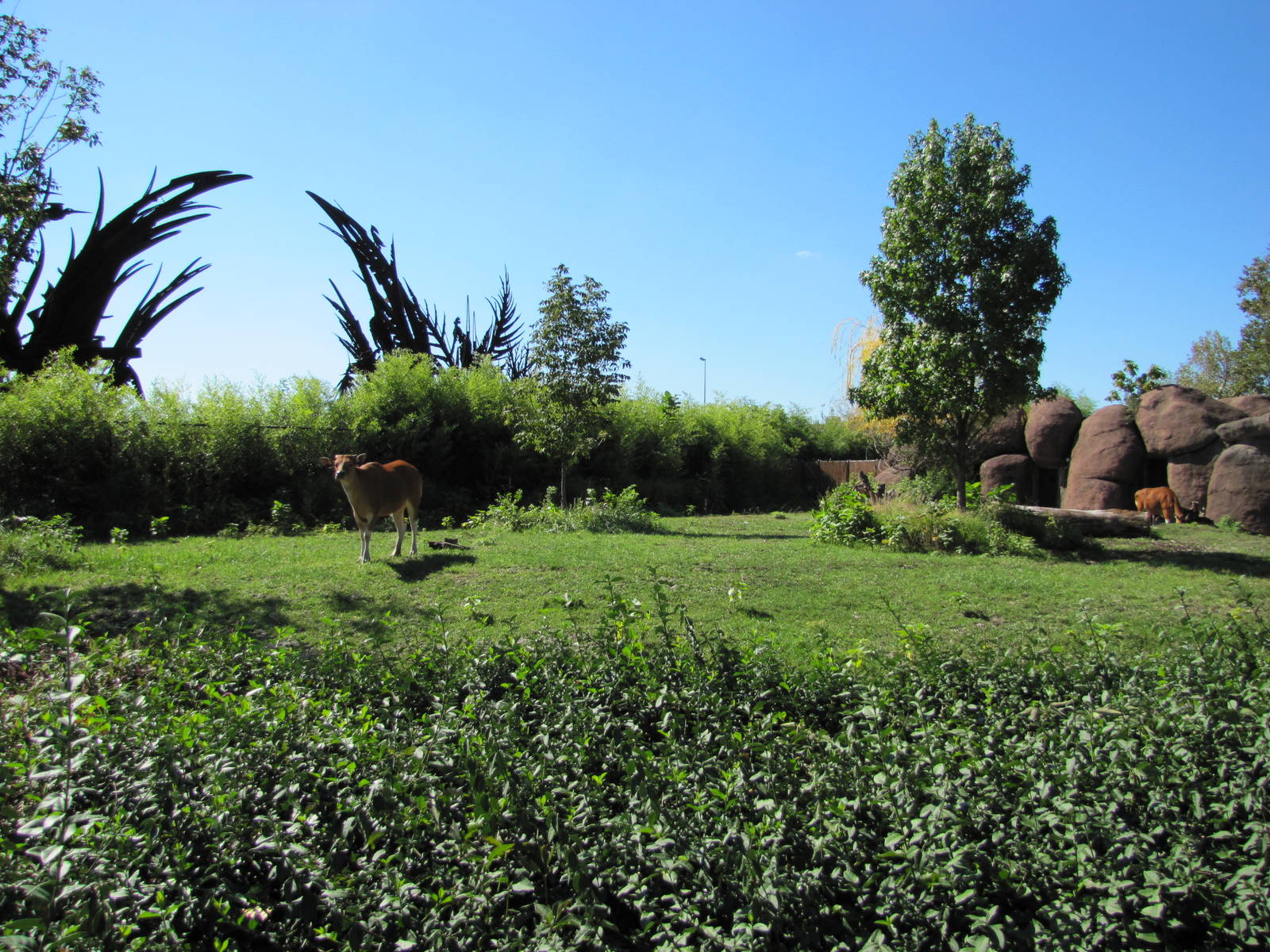 Saint Louis Zoo 2010 - Banteng exhibit in Red Rocks