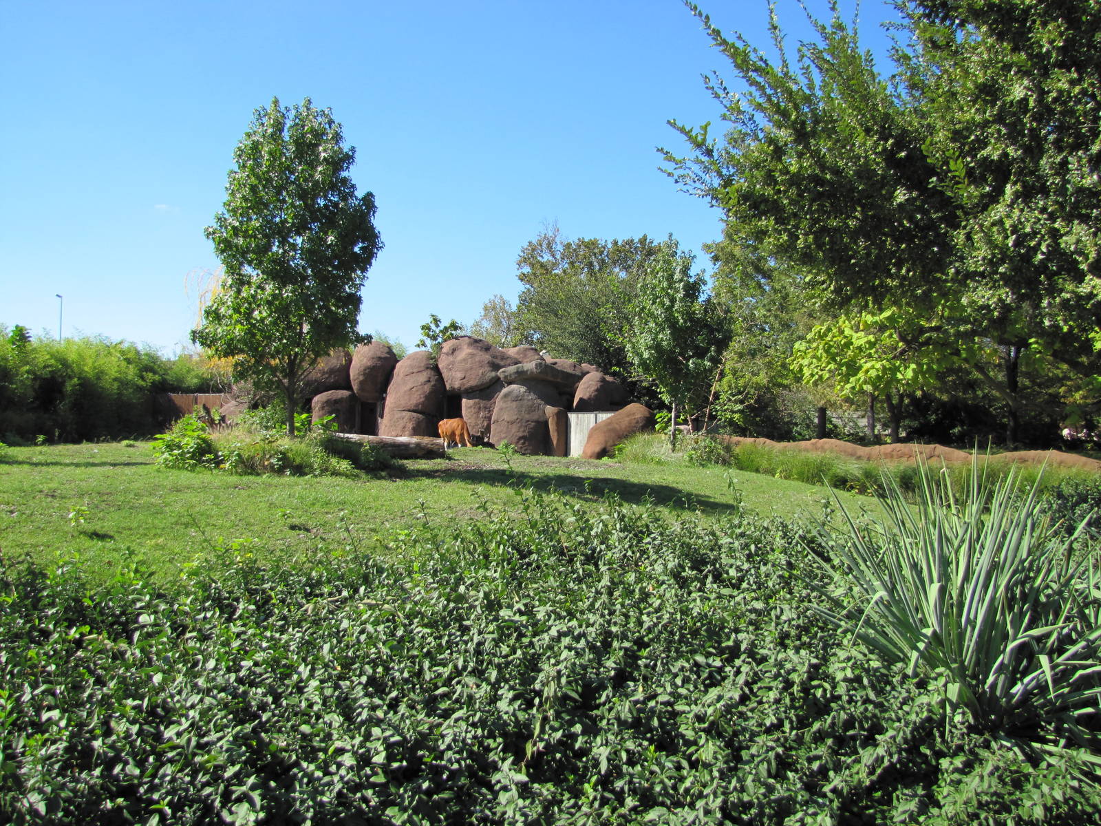 Saint Louis Zoo 2010 - Banteng exhibit in Red Rocks