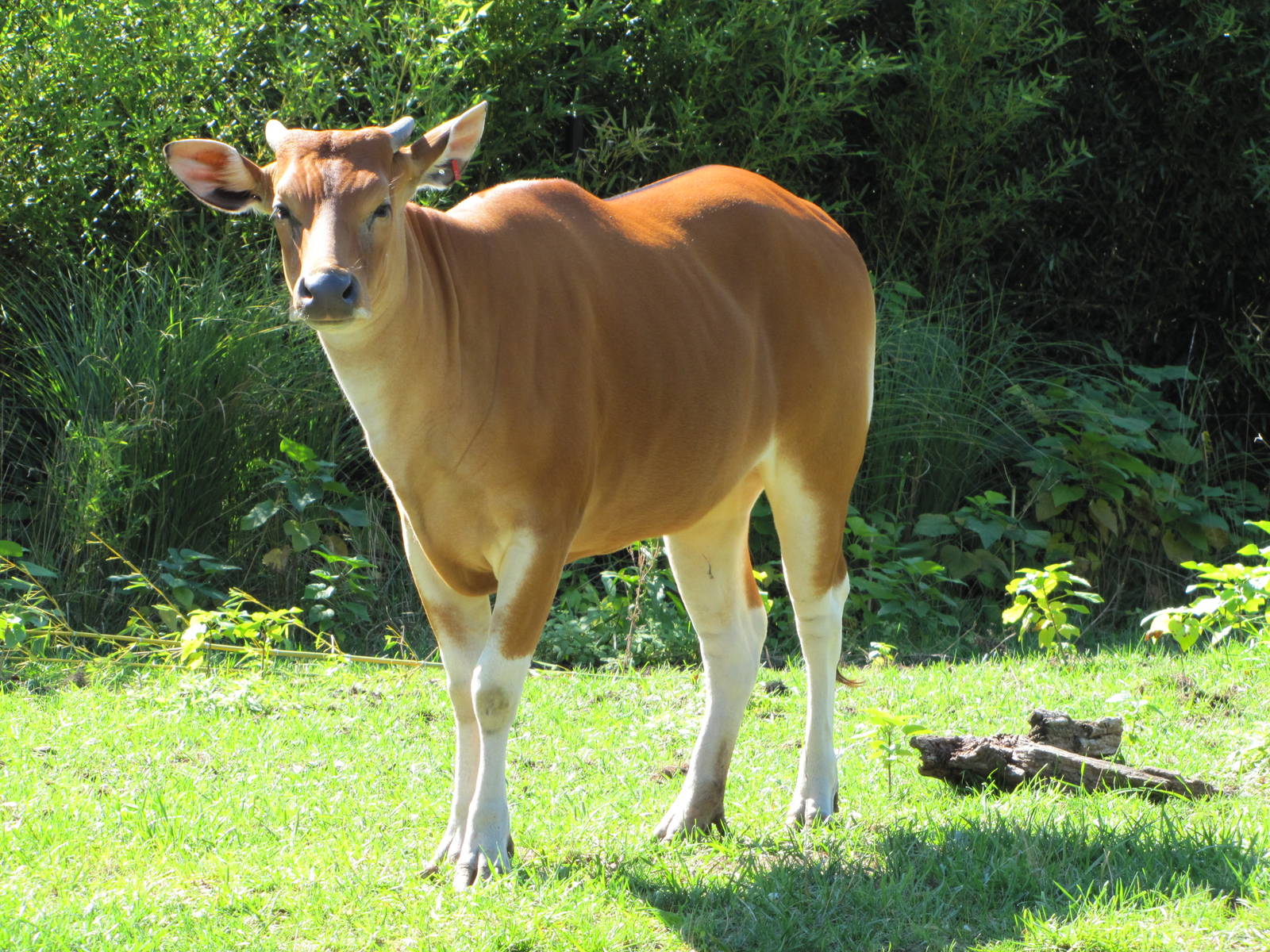 Saint Louis Zoo 2010 - Banteng in Red Rocks