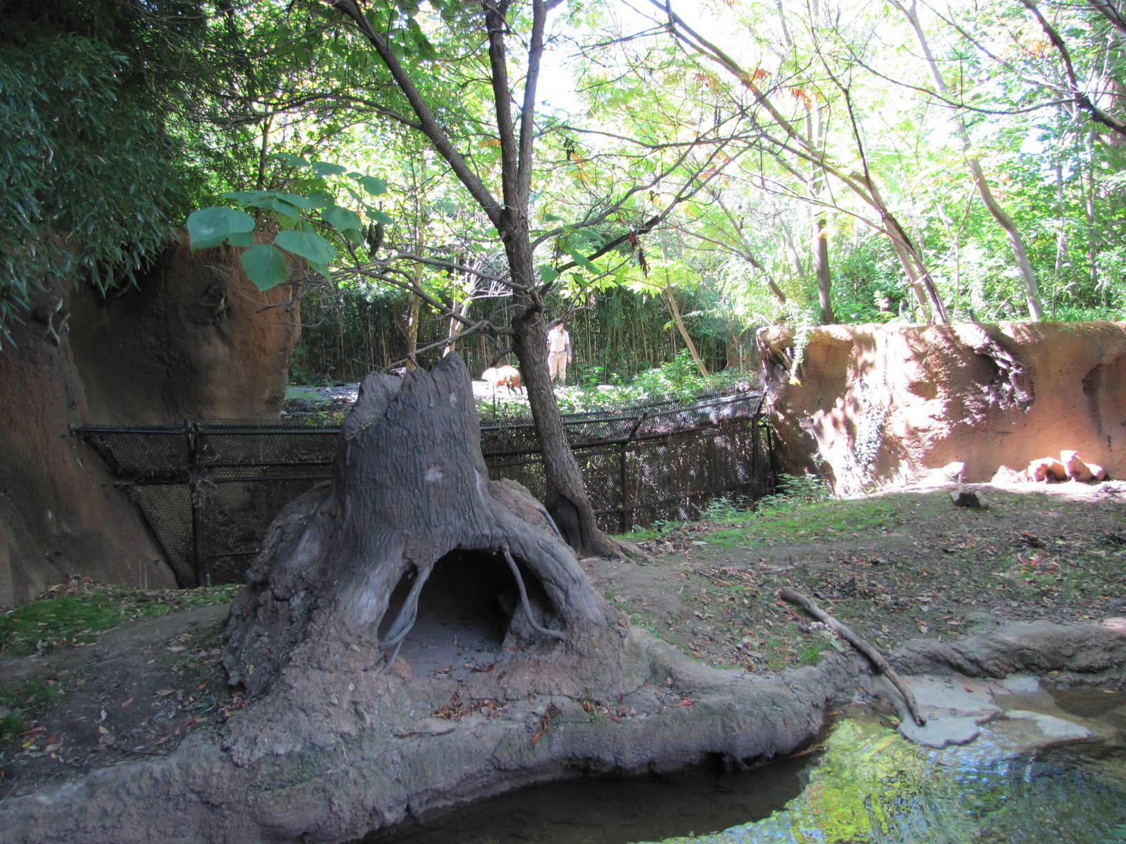 Saint Louis Zoo 2010 - Bush Dog exhibit in Rivers Edge