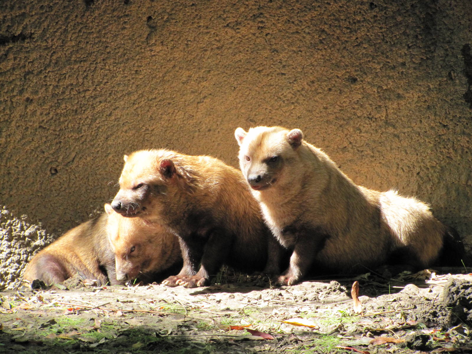 Saint Louis Zoo 2010 - Bush Dogs in Rivers Edge