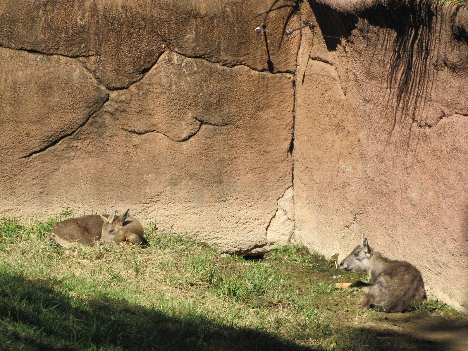 Saint Louis Zoo 2010 - Central Chinese Goral in Red Rocks