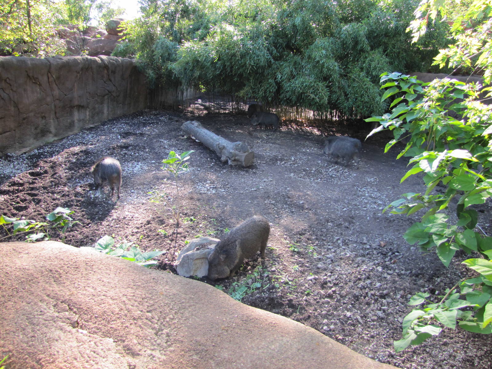 Saint Louis Zoo 2010 - Chacoan Peccary exhibit in Red Rocks