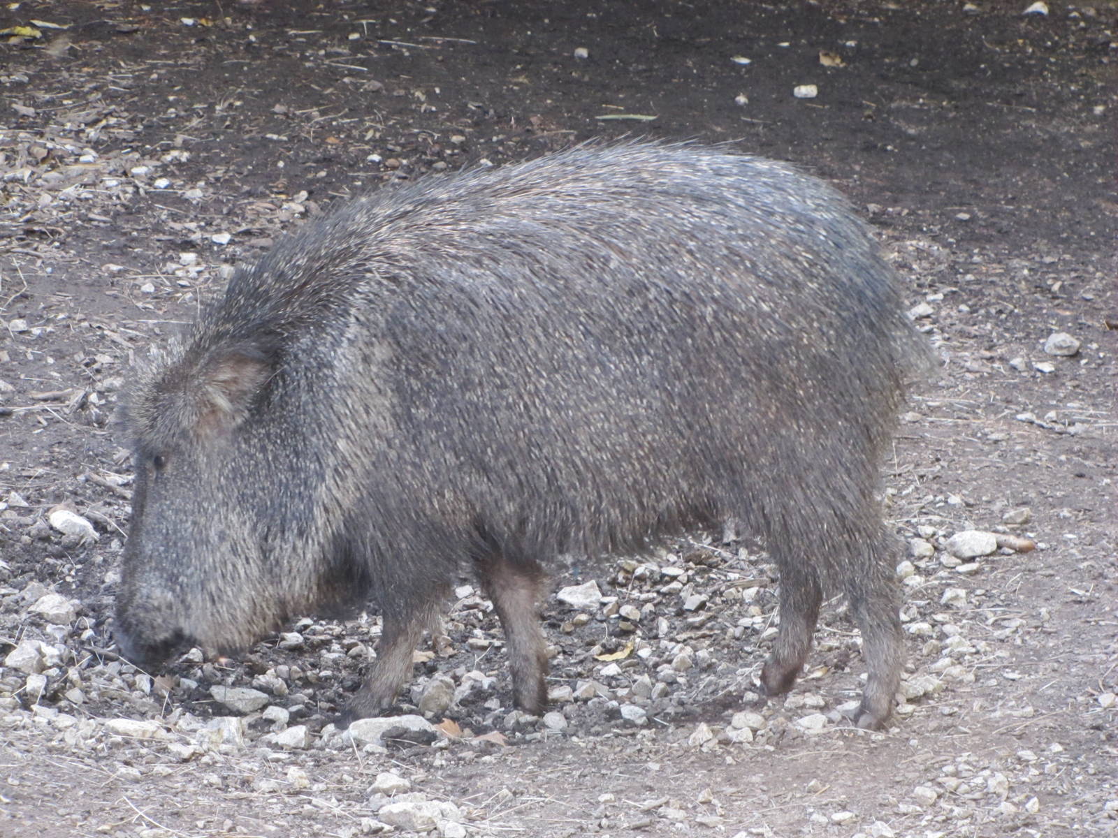Saint Louis Zoo 2010 - Chacoan Peccary in Red Rocks
