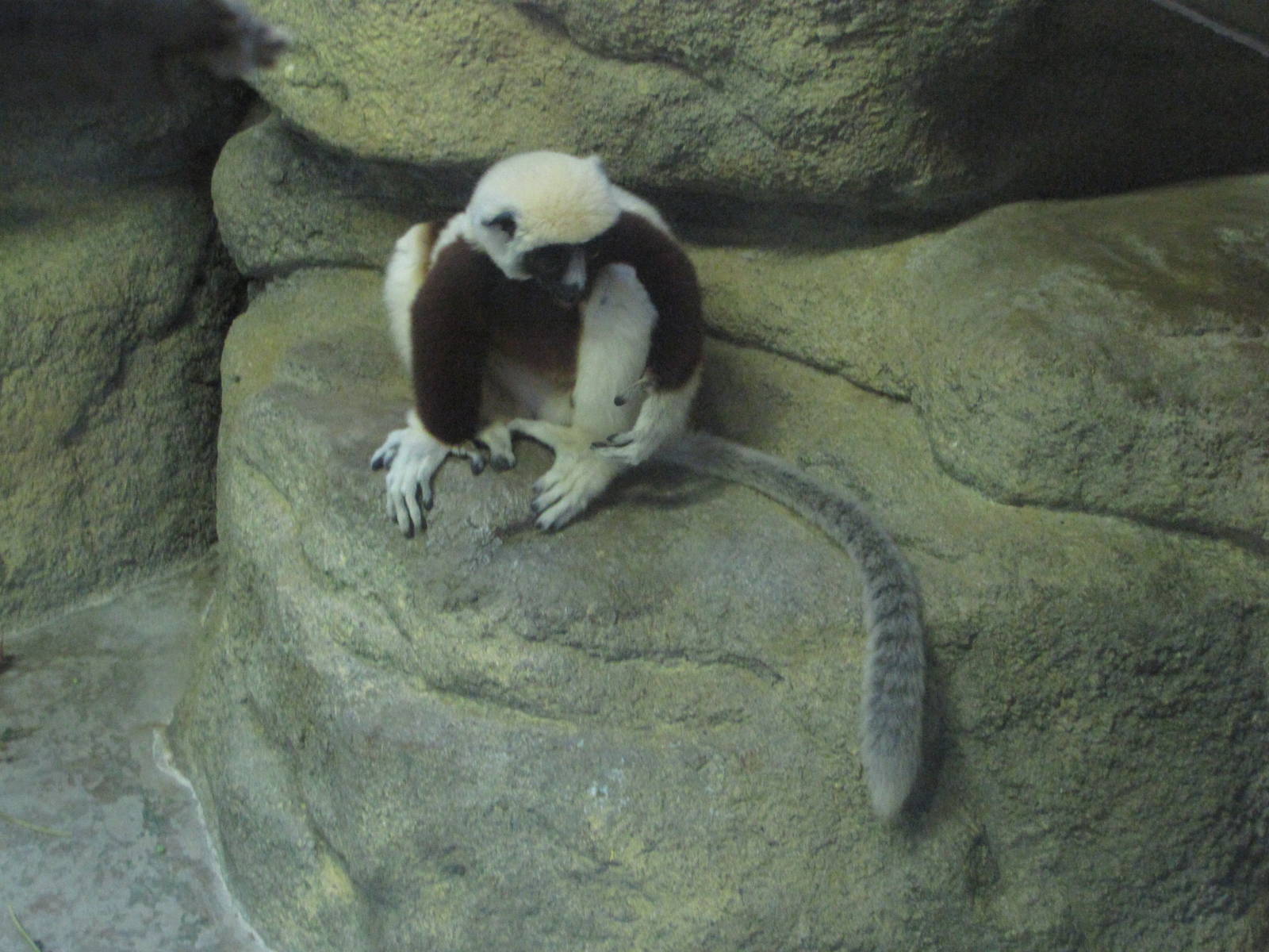 Saint Louis Zoo 2010 - Coquerels Sifaka in the Historic Primate House