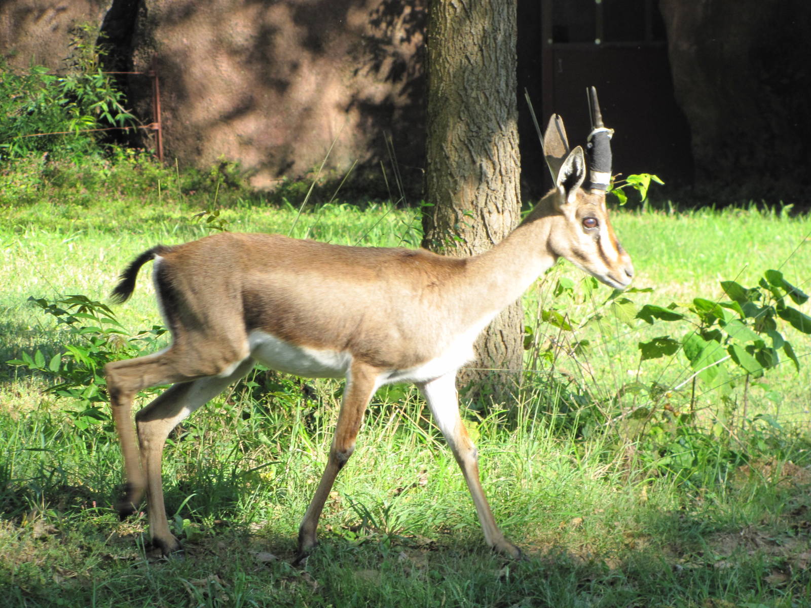 Saint Louis Zoo 2010 - Cuviers Gazelle in Red Rocks