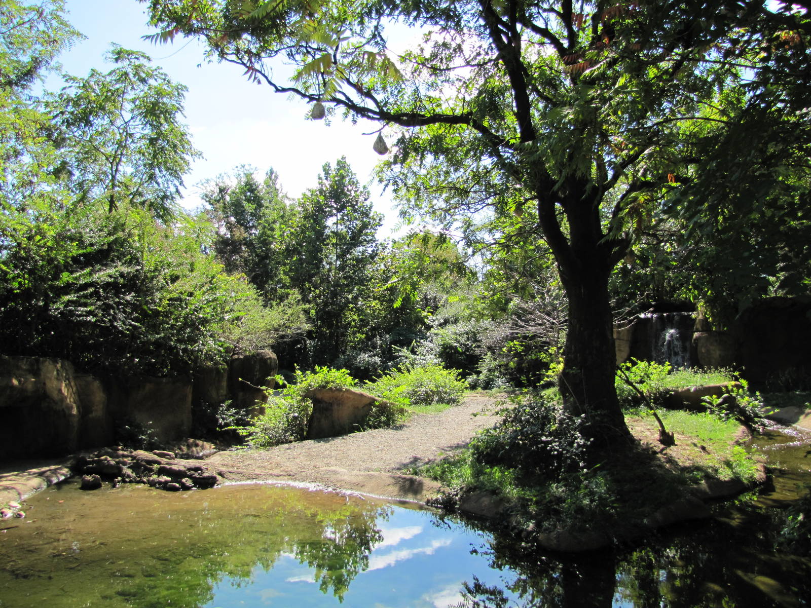 Saint Louis Zoo 2010 - Different part of Black Rhino exhibit in Rivers Edge
