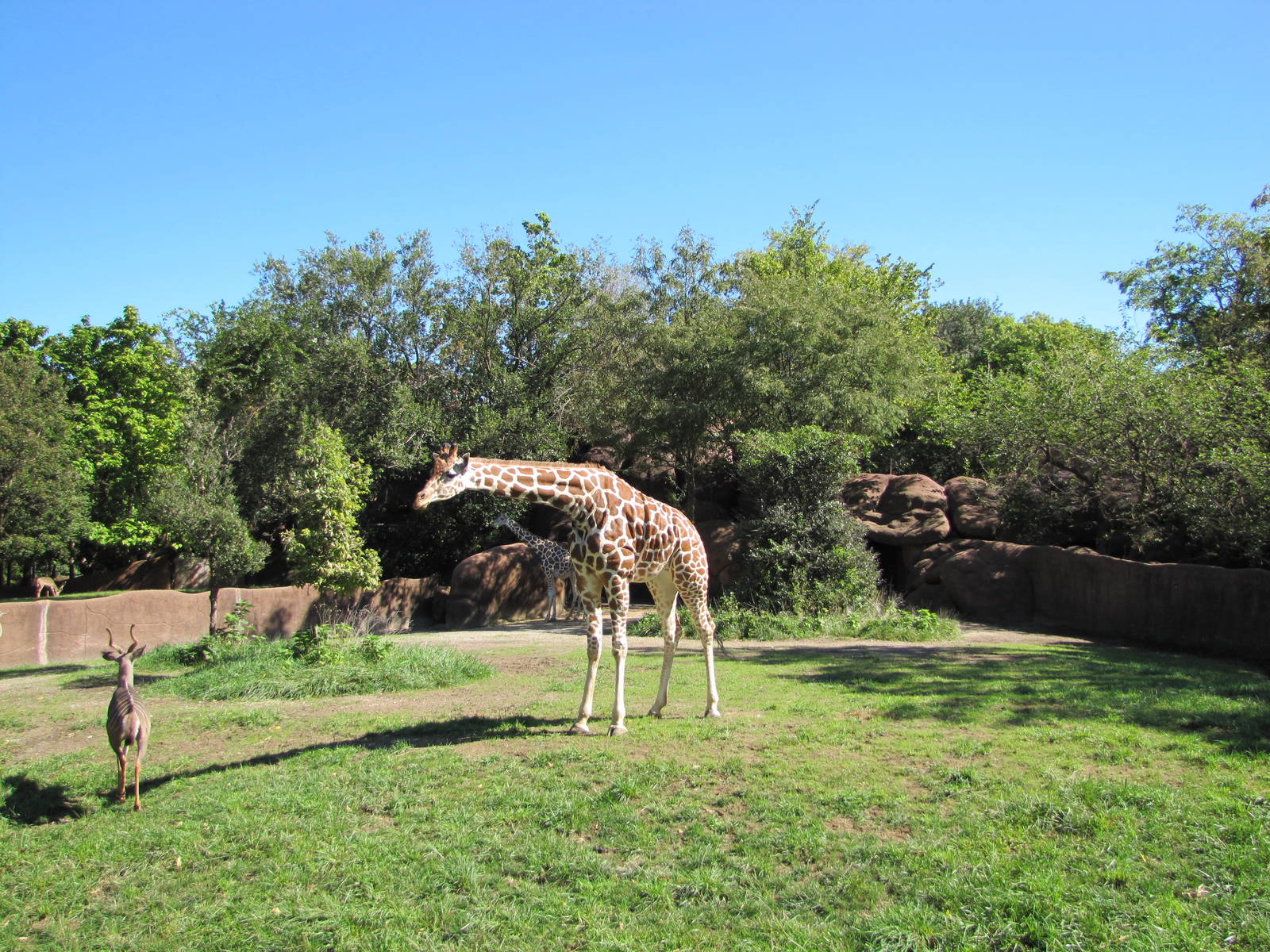 Saint Louis Zoo 2010 - Exhibit for Giraffe and Lesser Kudu in Red Rocks