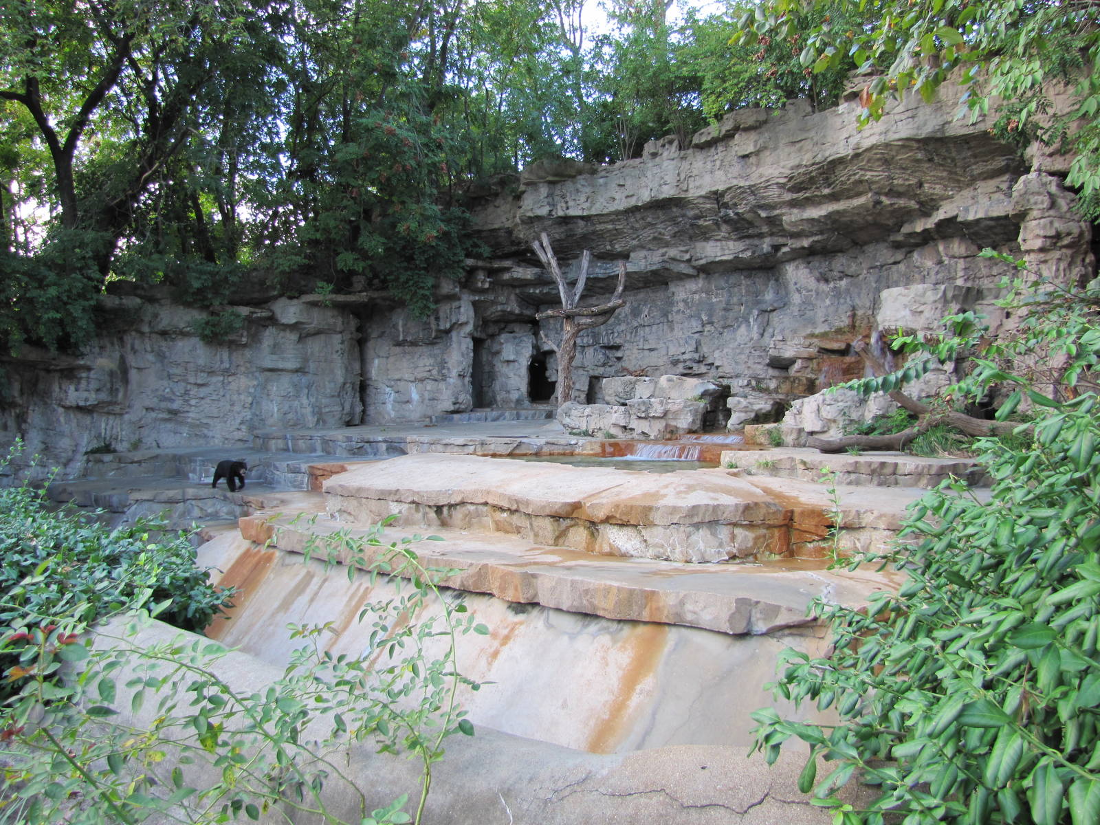 Saint Louis Zoo 2010 - First part of Malayan Sun Bear grotto