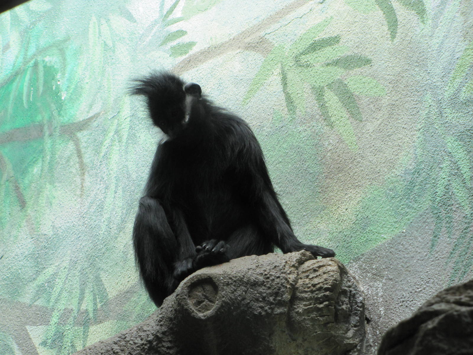 Saint Louis Zoo 2010 - Francois Langur in the Historic Primate House
