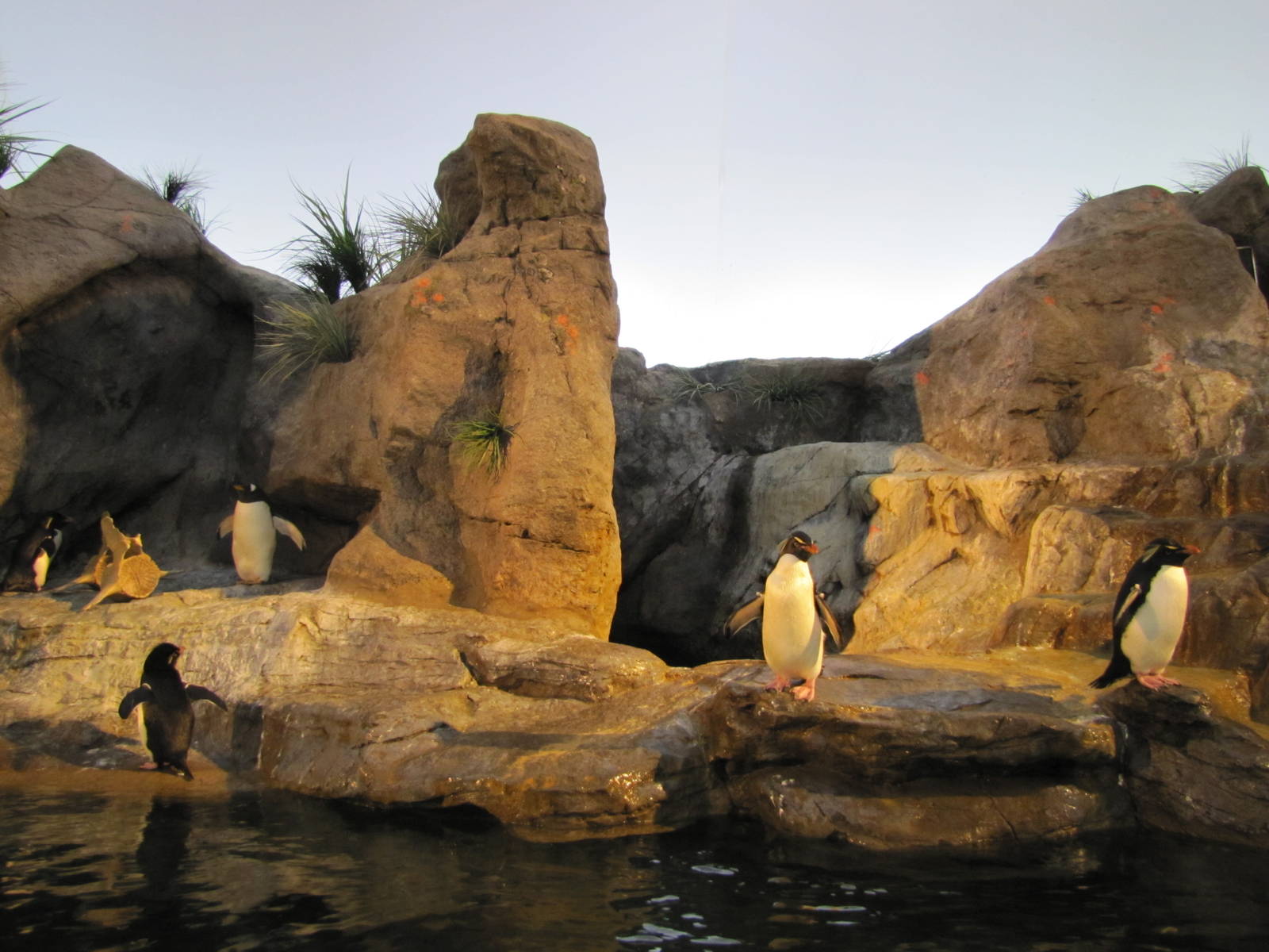 Saint Louis Zoo 2010 - General view inside Penguin and Puffin Coast