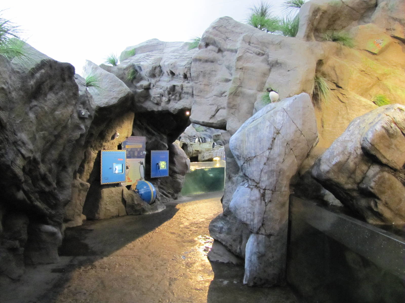 Saint Louis Zoo 2010 - General view inside Penguin and Puffin Coast