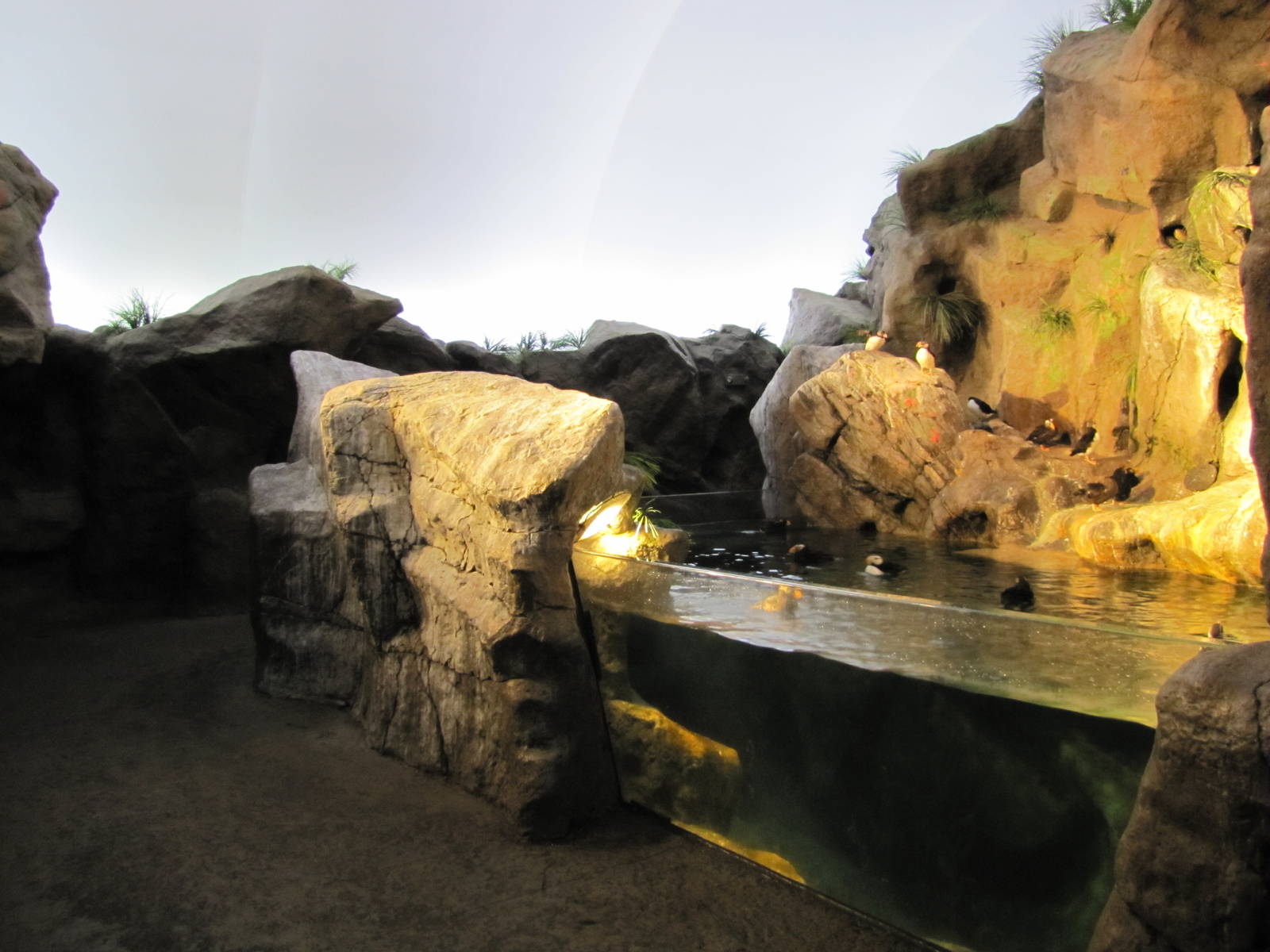 Saint Louis Zoo 2010 - General view inside Penguin and Puffin Coast