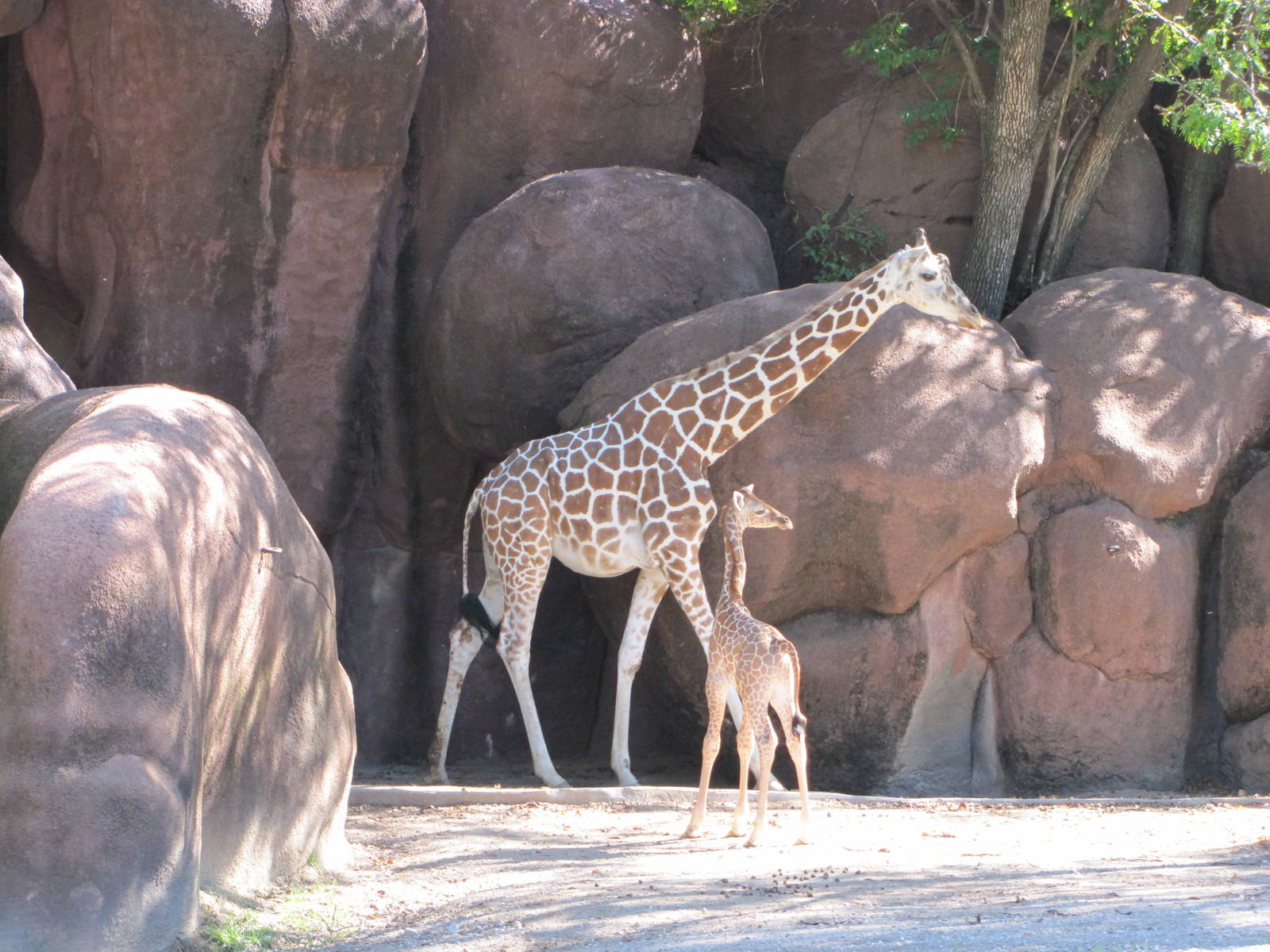 Saint Louis Zoo 2010 - Giraffe and calf in Red Rocks