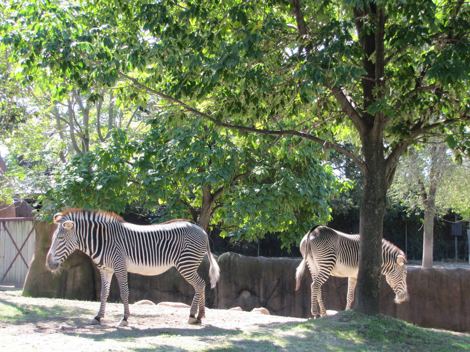 Saint Louis Zoo 2010 - Grevy Zebra in Red Rocks