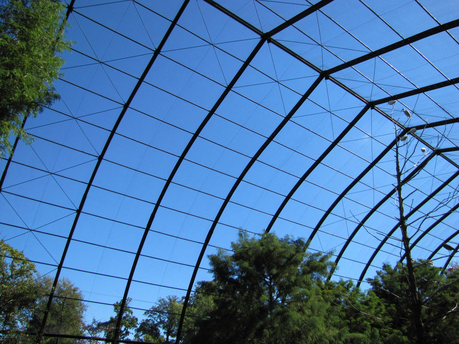Saint Louis Zoo 2010 - Inside 1904 Worlds Fair Flight Cage