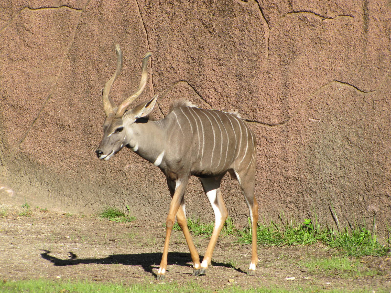 Saint Louis Zoo 2010 - Lesser Kudu in Red Rocks