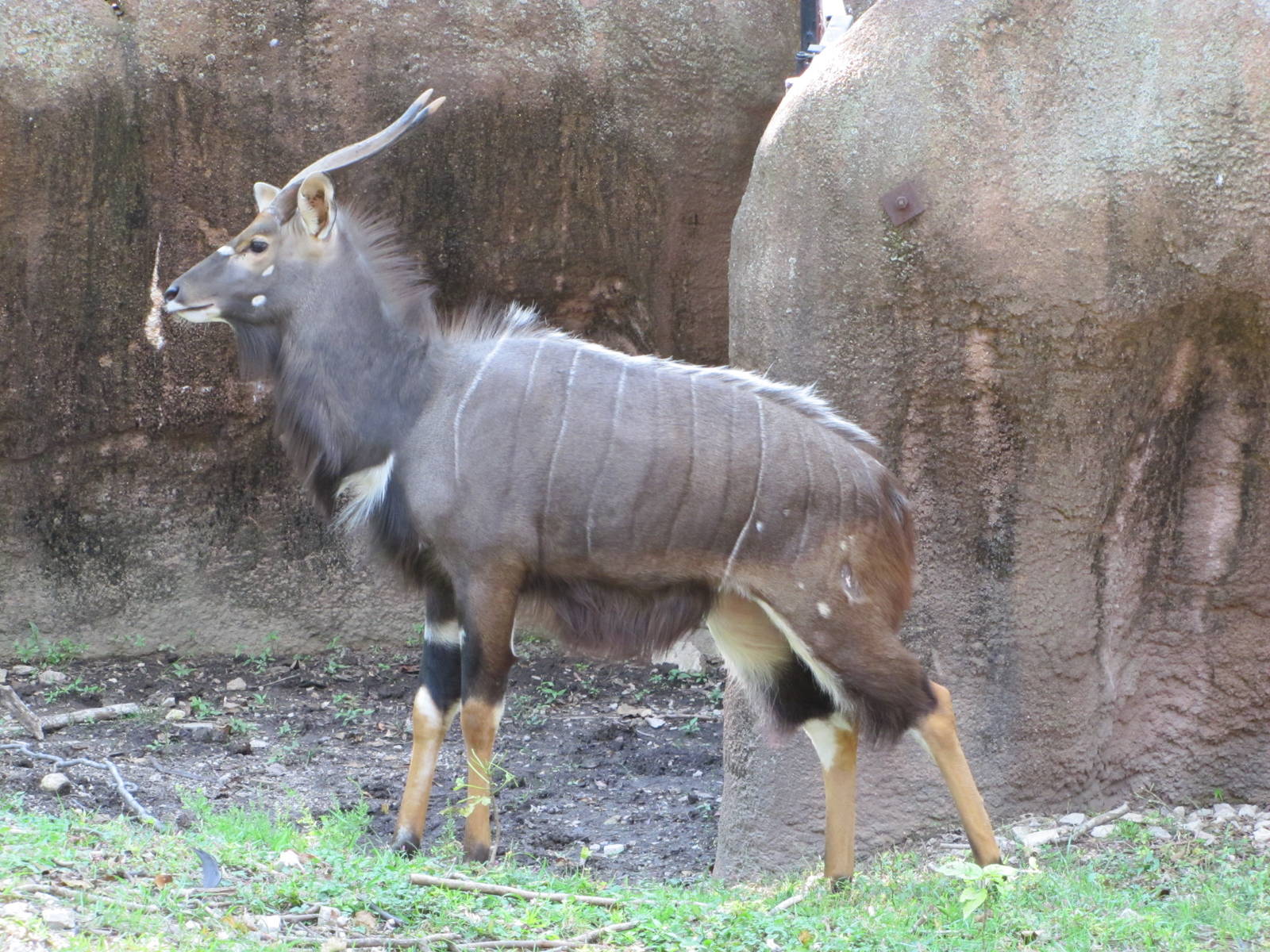 Saint Louis Zoo 2010 - Lowland Nyala in Red Rocks