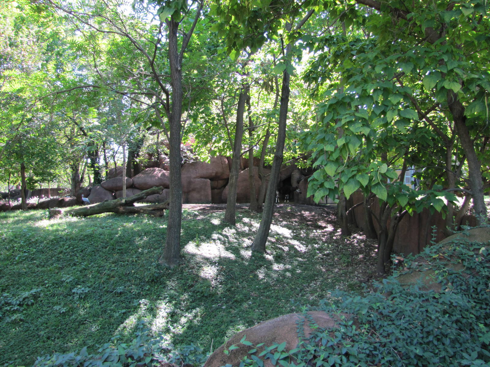 Saint Louis Zoo 2010 - Okapi exhibit in Red Rocks