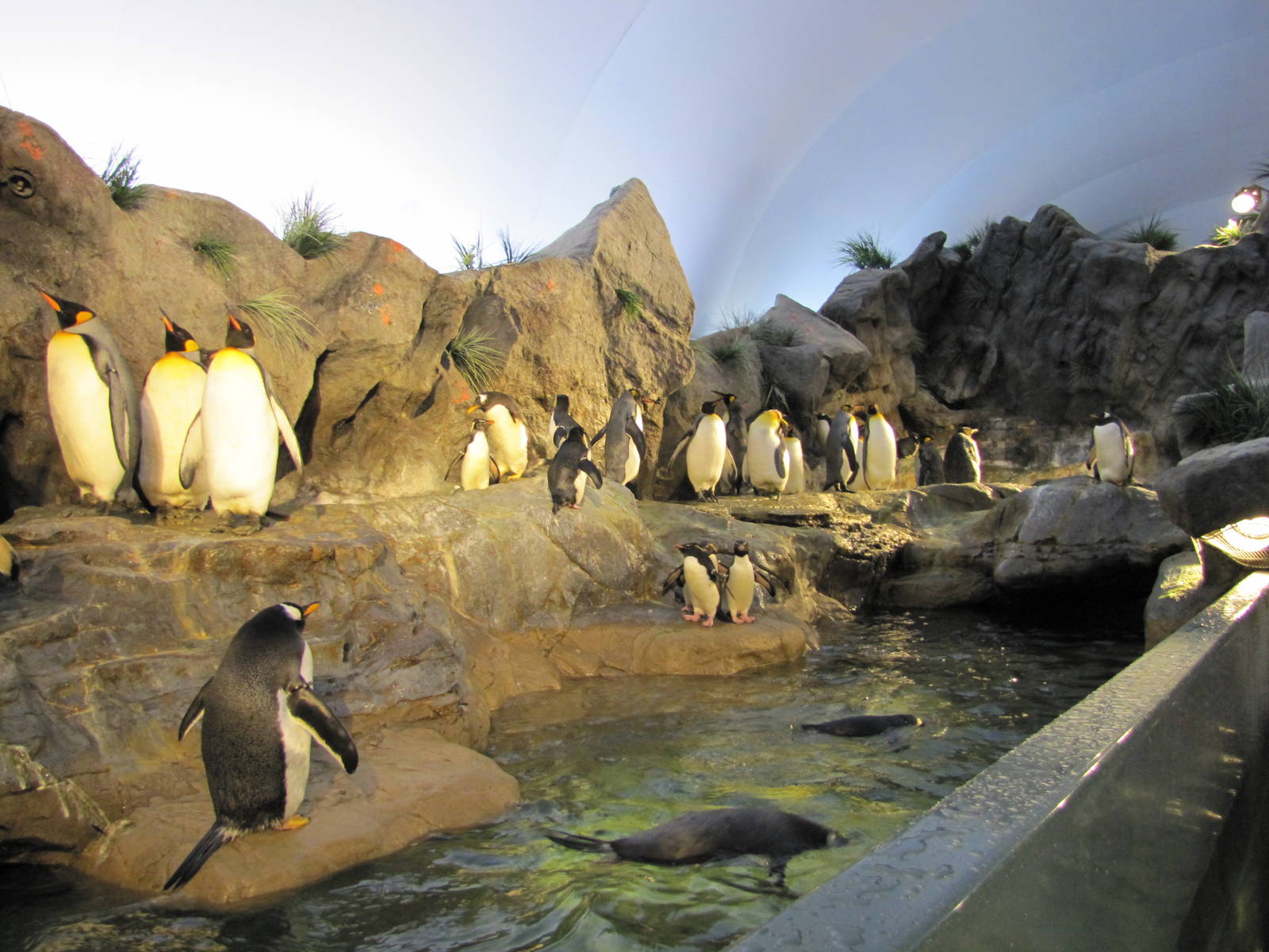 Saint Louis Zoo 2010 - Open space between Penguins and People