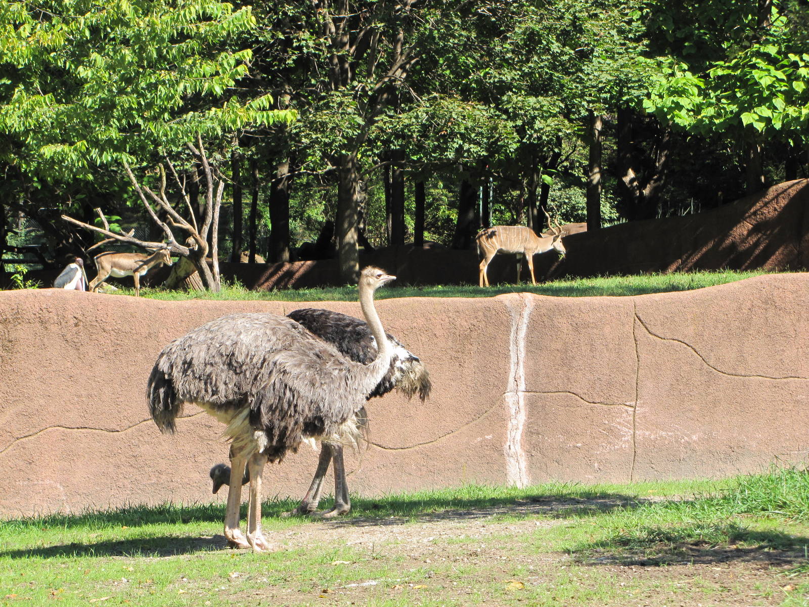 Saint Louis Zoo 2010 - Ostrich, Lesser Kude and Cuviers Gazelle in Red Rock