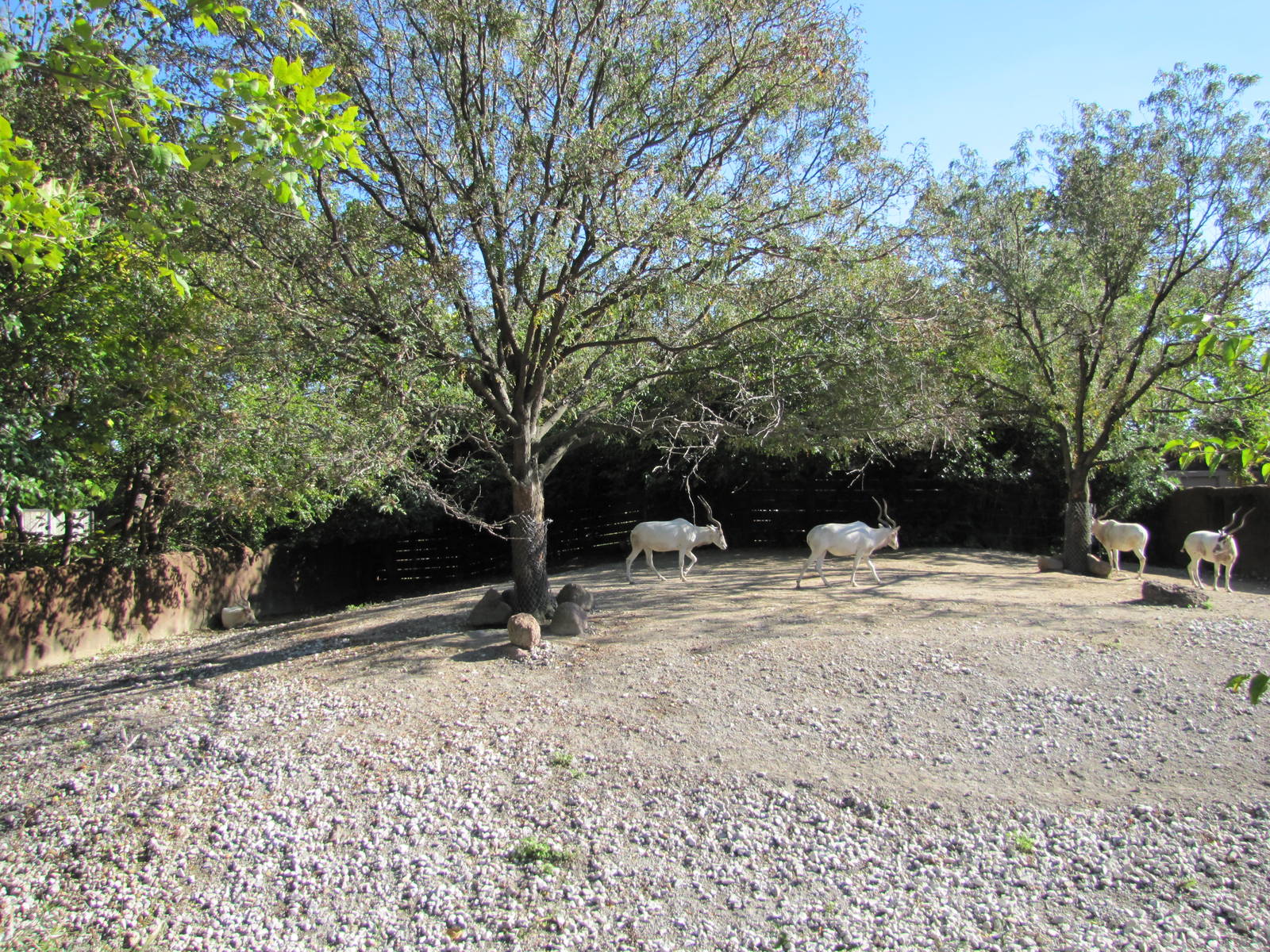Saint Louis Zoo 2010 - Part of Addax exhibit in Red Rocks