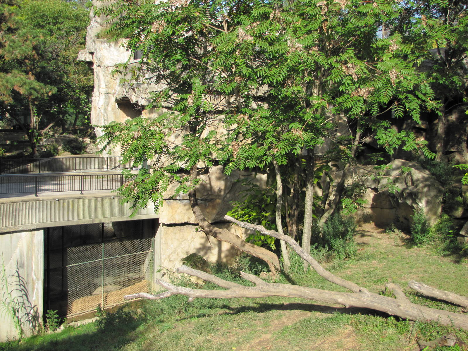 Saint Louis Zoo 2010 - Part of African Lion exhibit in Big Cat Country