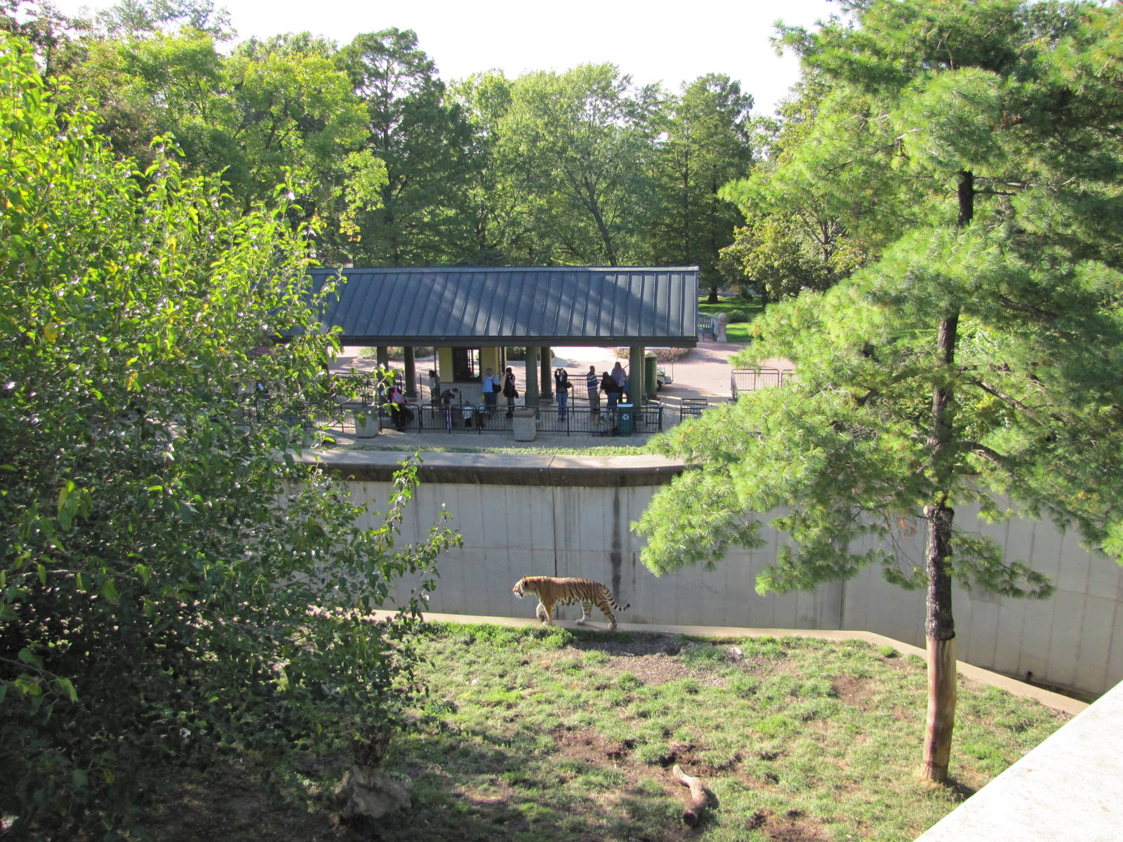 Saint Louis Zoo 2010 - Part of Amur Tiger exhibit in Big Cat Country