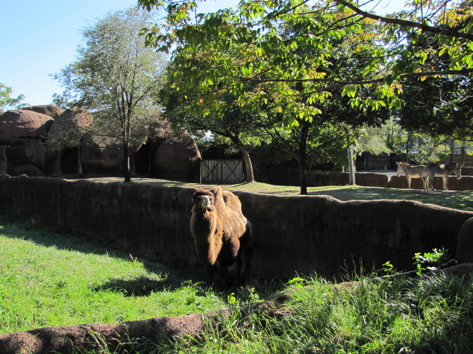 Saint Louis Zoo 2010 - Part of Bactrian Camel exhibit in Red Rocks