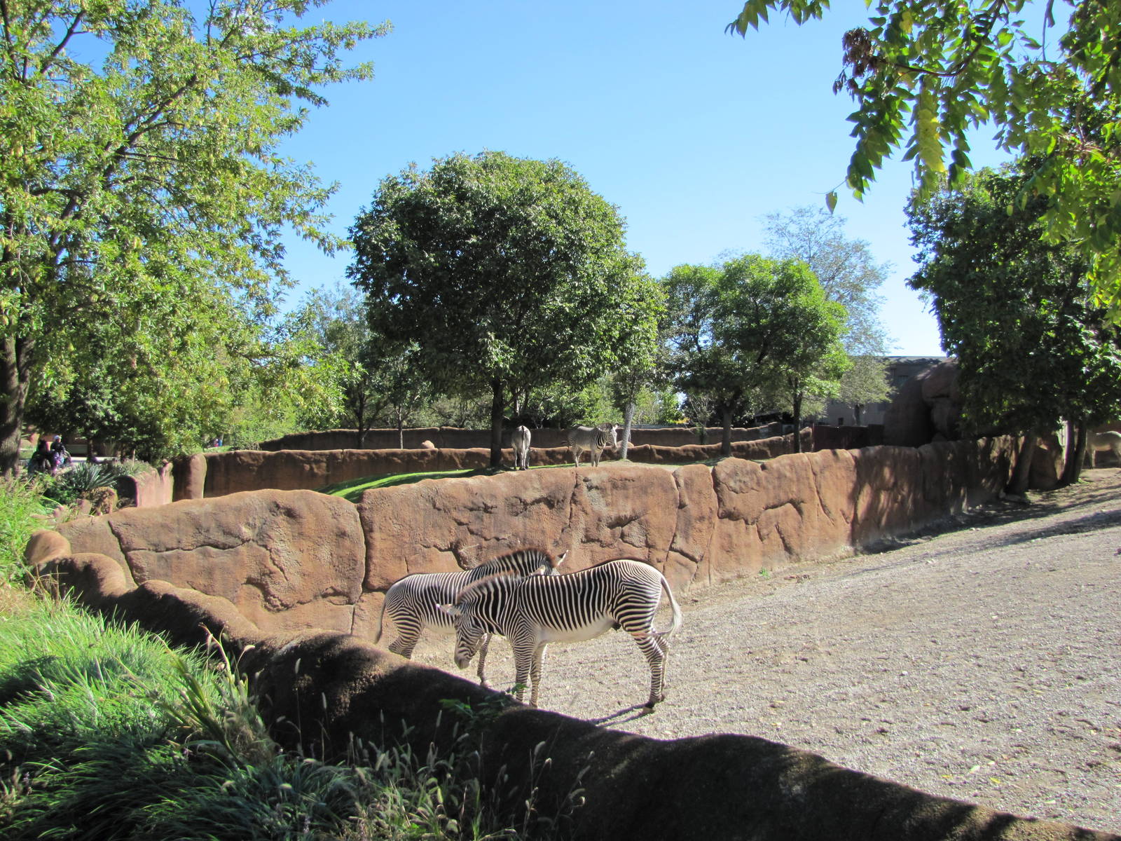 Saint Louis Zoo 2010 - Part of Grevy Zebra exhibit in Red Rocks