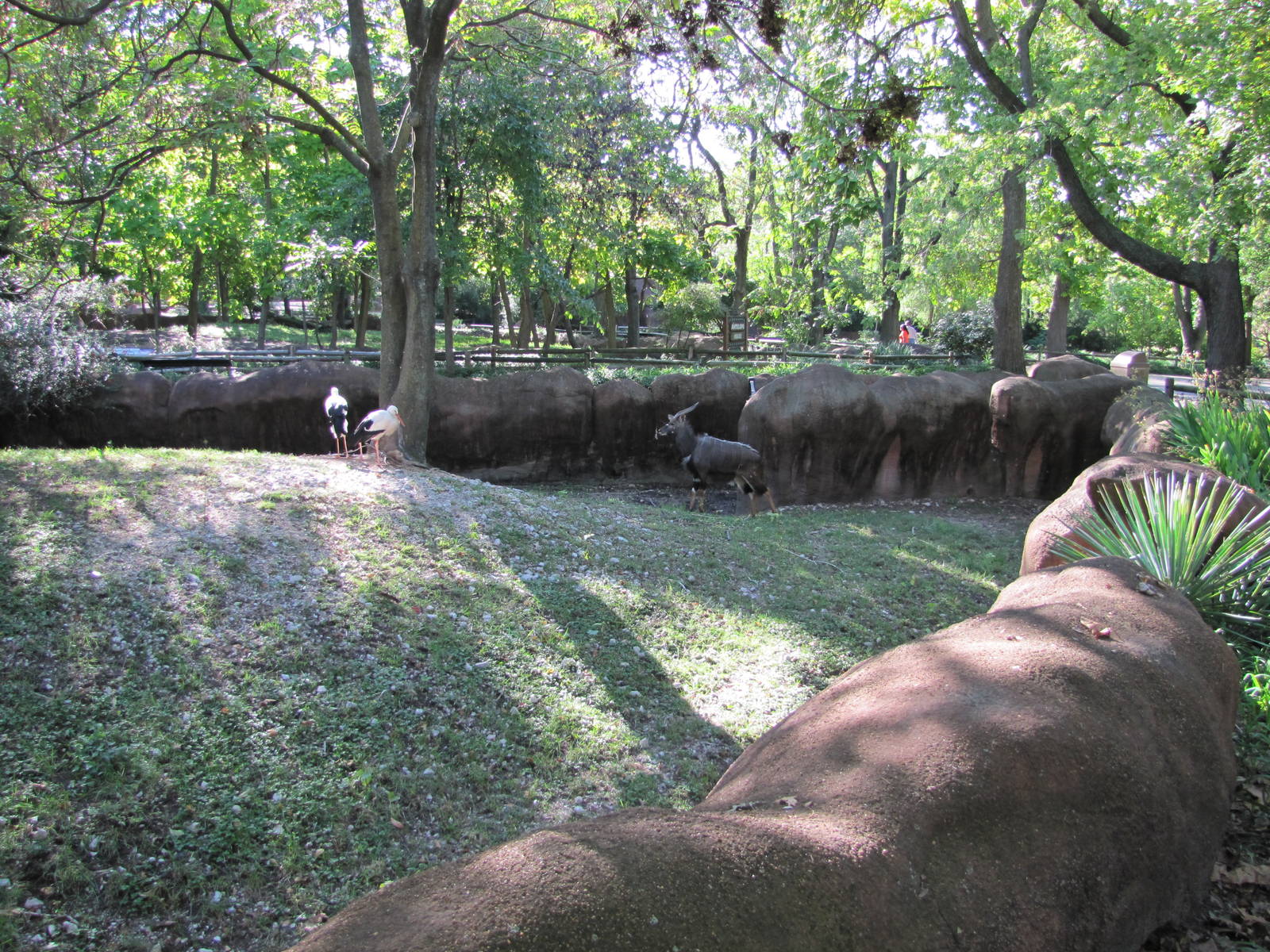 Saint Louis Zoo 2010 - Part of Lowland Nyala exhibit in Red Rocks