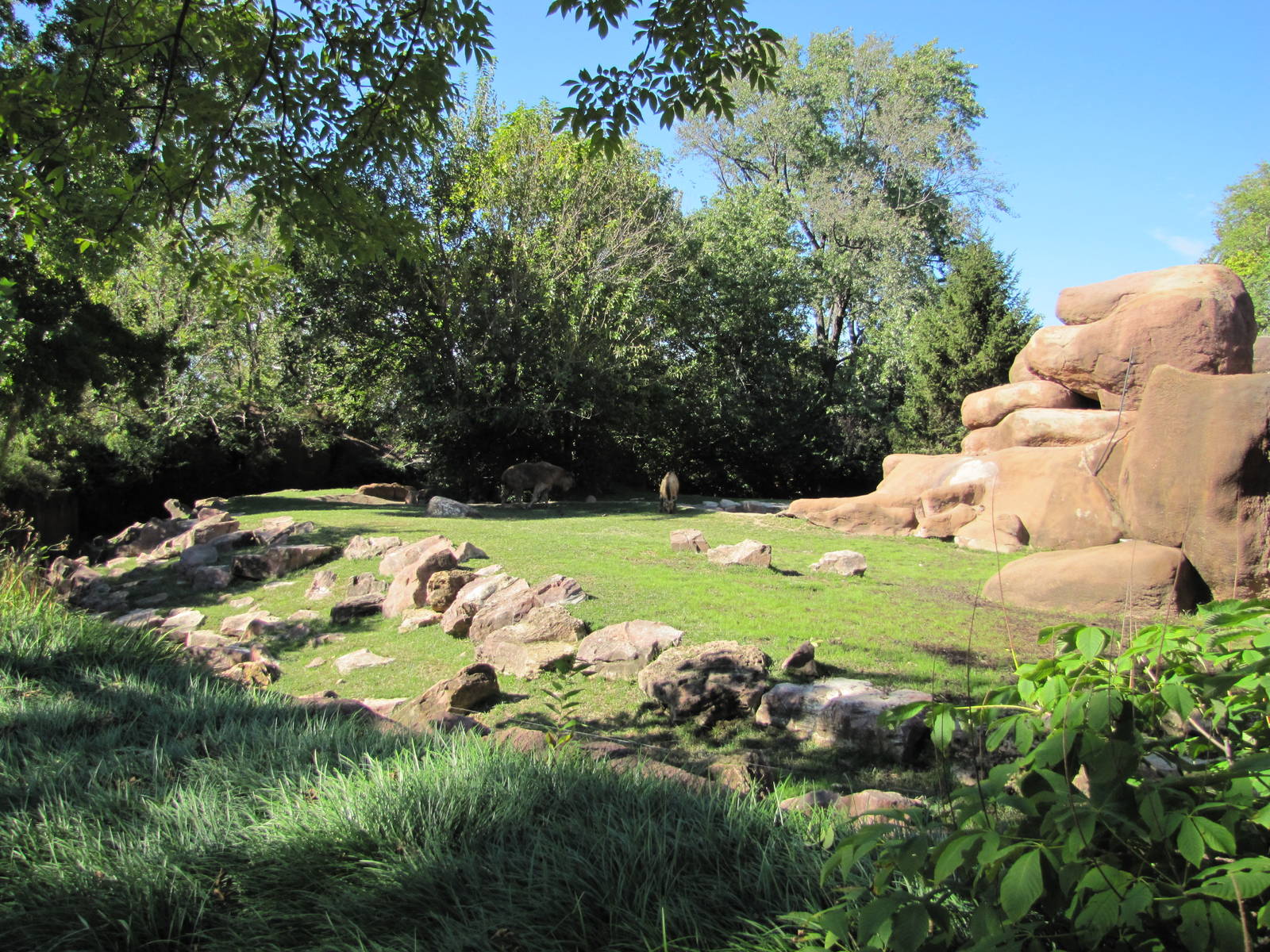 Saint Louis Zoo 2010 - Part of Sichuan Takin exhibit in Red Rocks