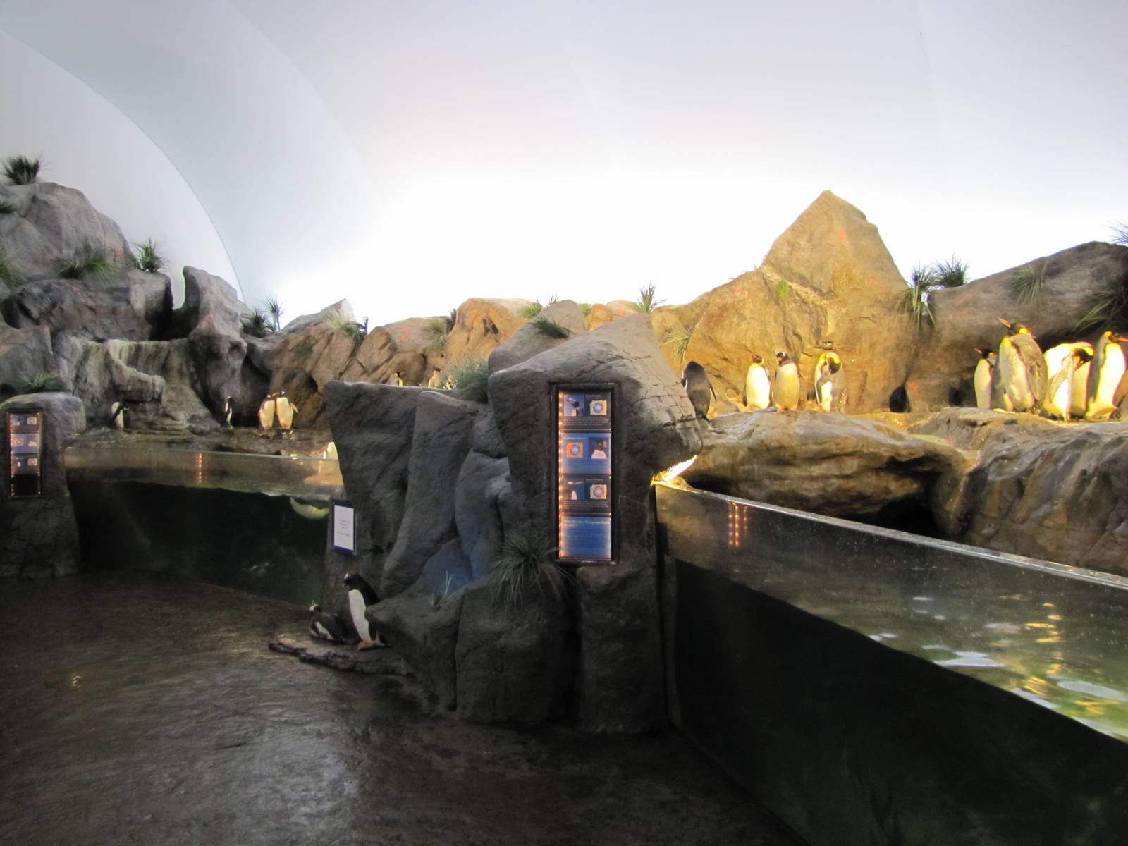 Saint Louis Zoo 2010 - Penguin exhibit in Penguin and Puffin Coast