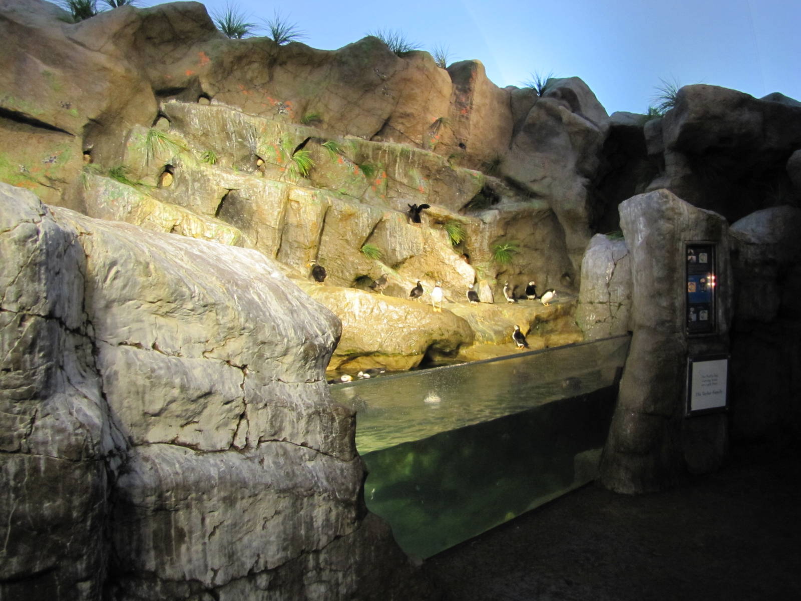 Saint Louis Zoo 2010 - Puffin exhibit in Penguin and Puffin Coast