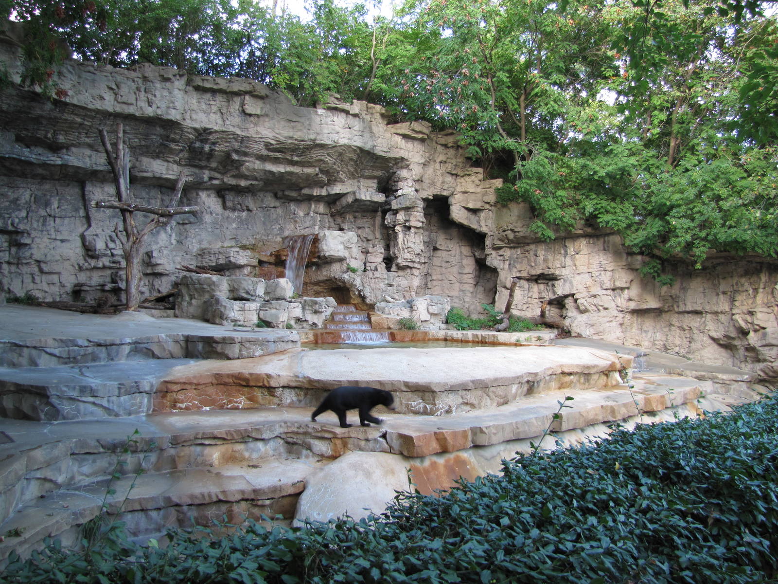 Saint Louis Zoo 2010 - Second part of Malayan Sun Bear grotto