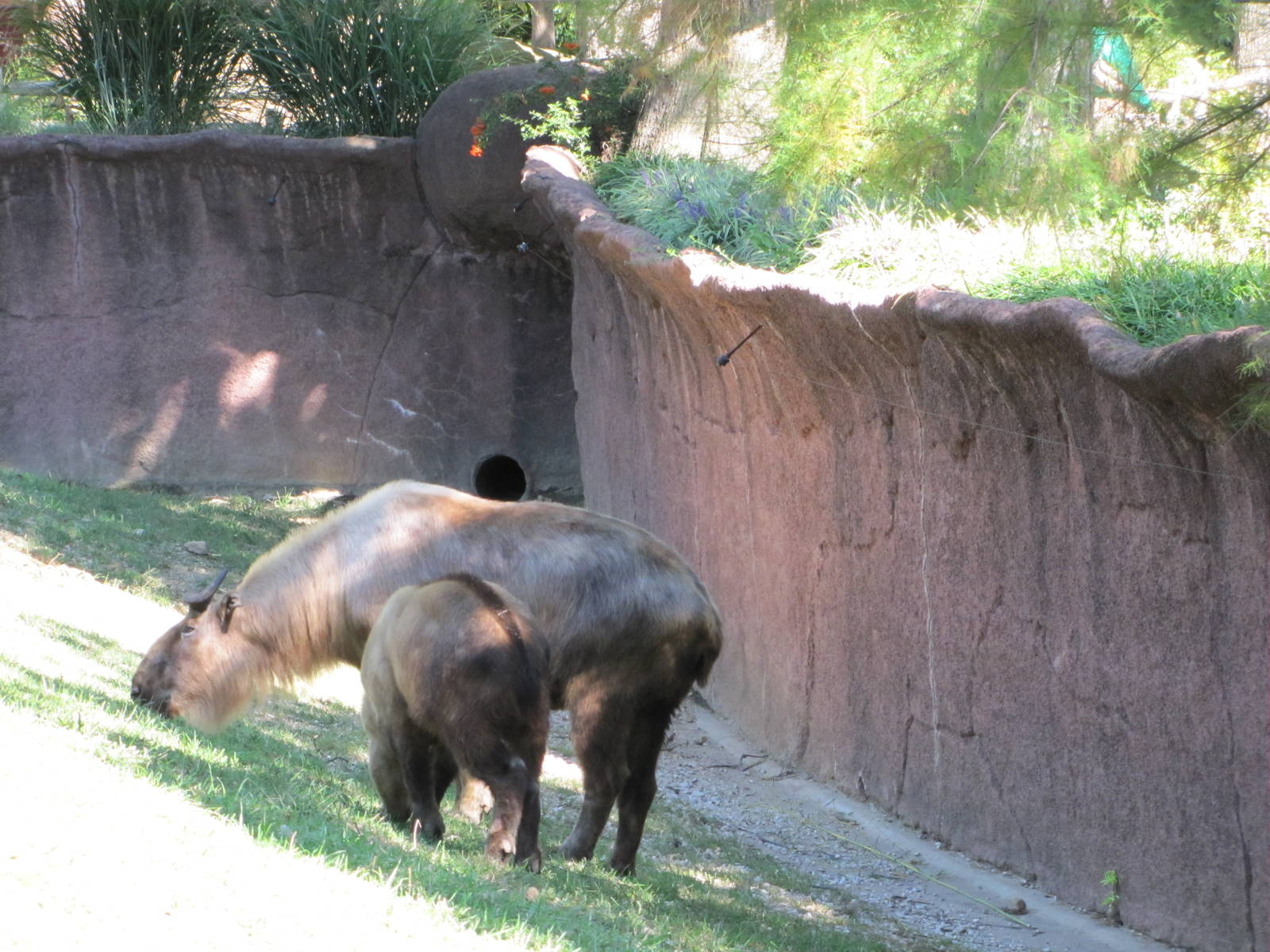 Saint Louis Zoo 2010 - Sichuan Takin and calf in Red Rocks