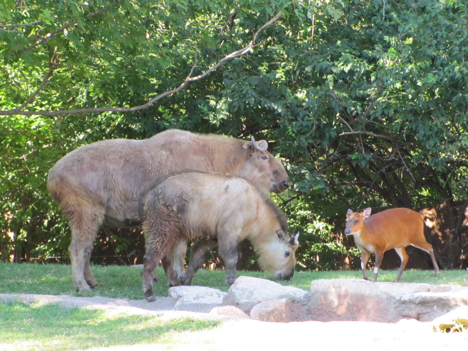 Saint Louis Zoo 2010 - Sichuan Takin and Indian Muntjac in Red Rocks