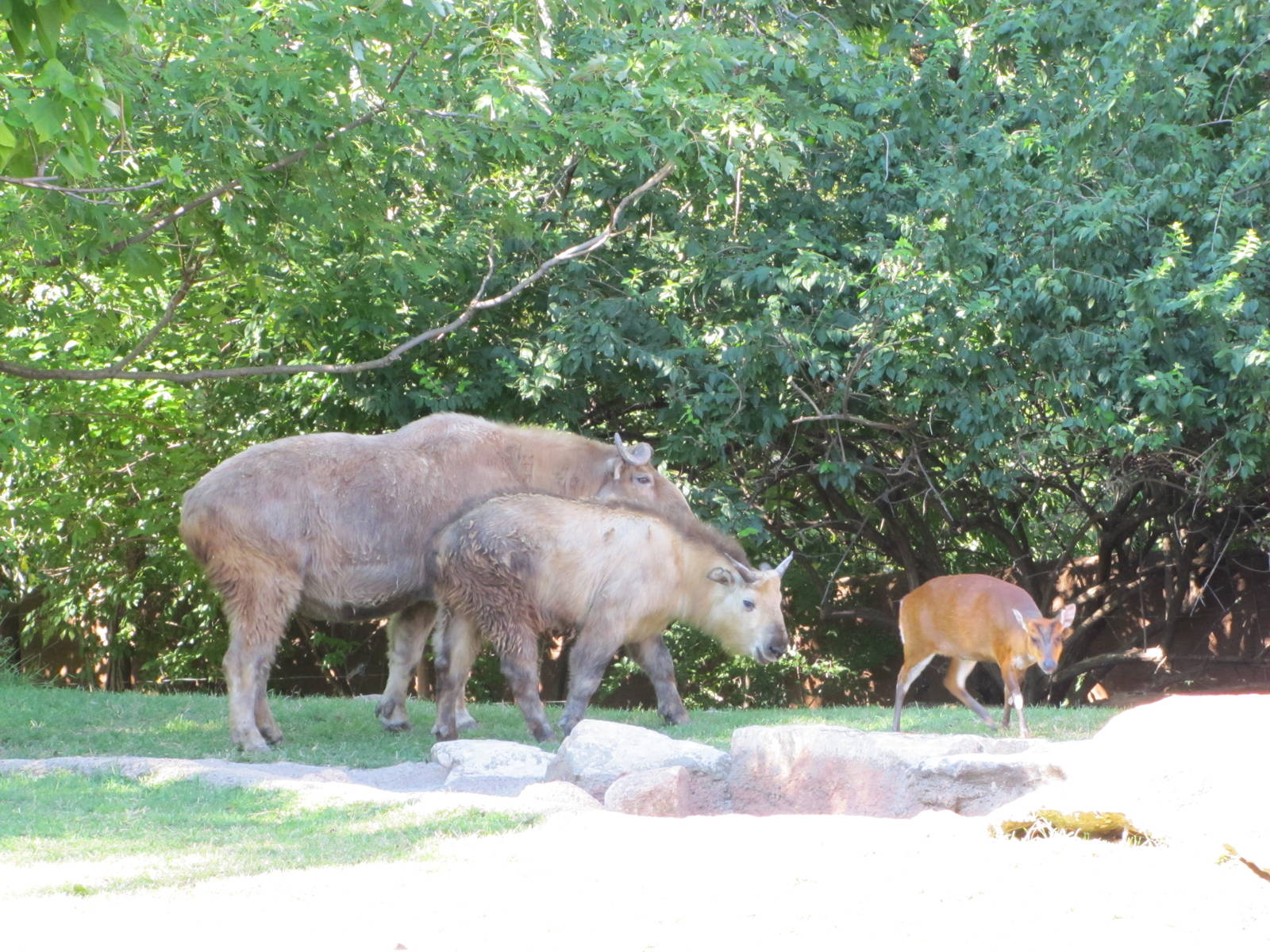 Saint Louis Zoo 2010 - Sichuan Takin and Indian Muntjac in Red Rocks