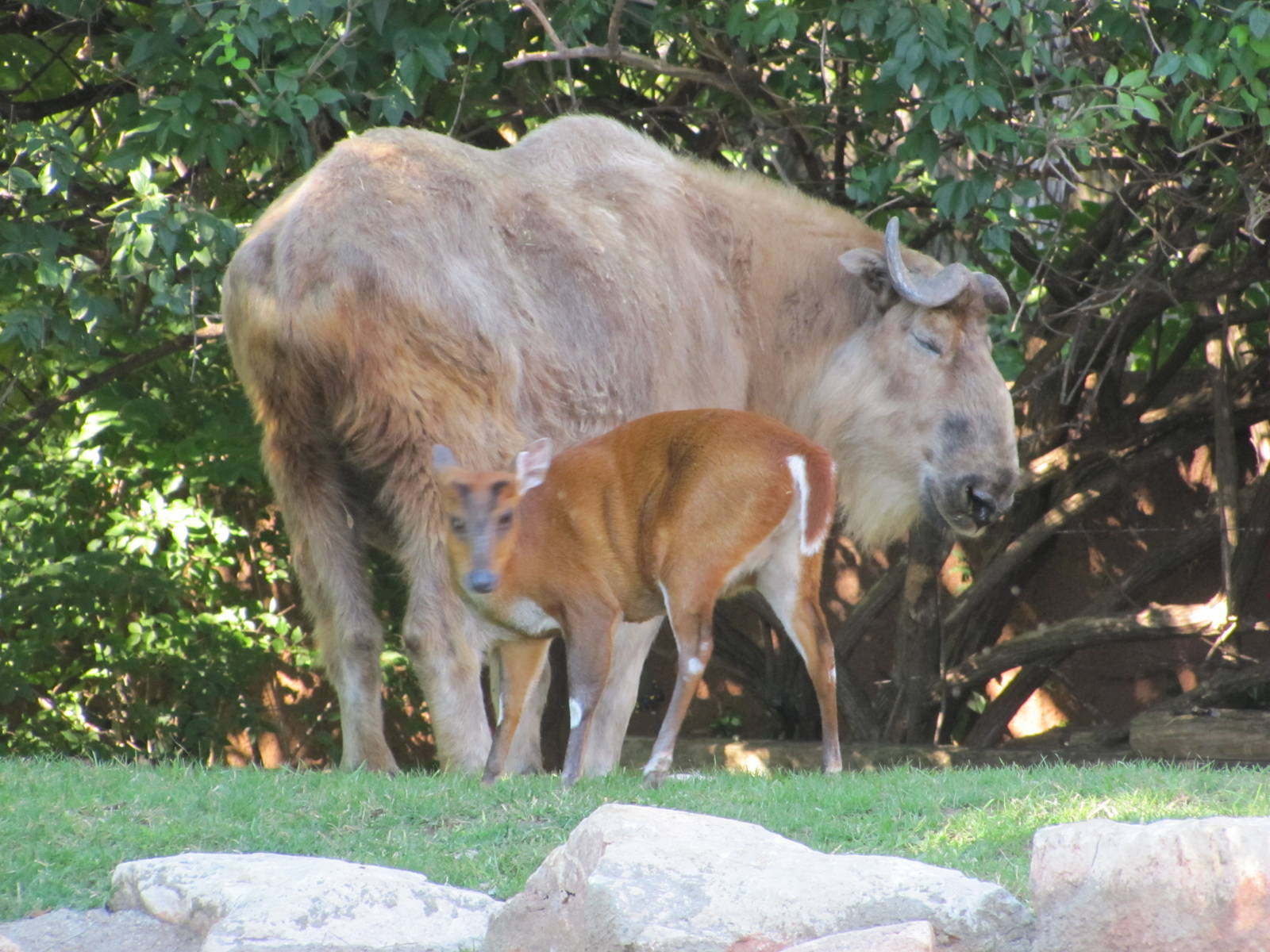Saint Louis Zoo 2010 - Sichuan Takin and Indian Muntjac in Red Rocks.