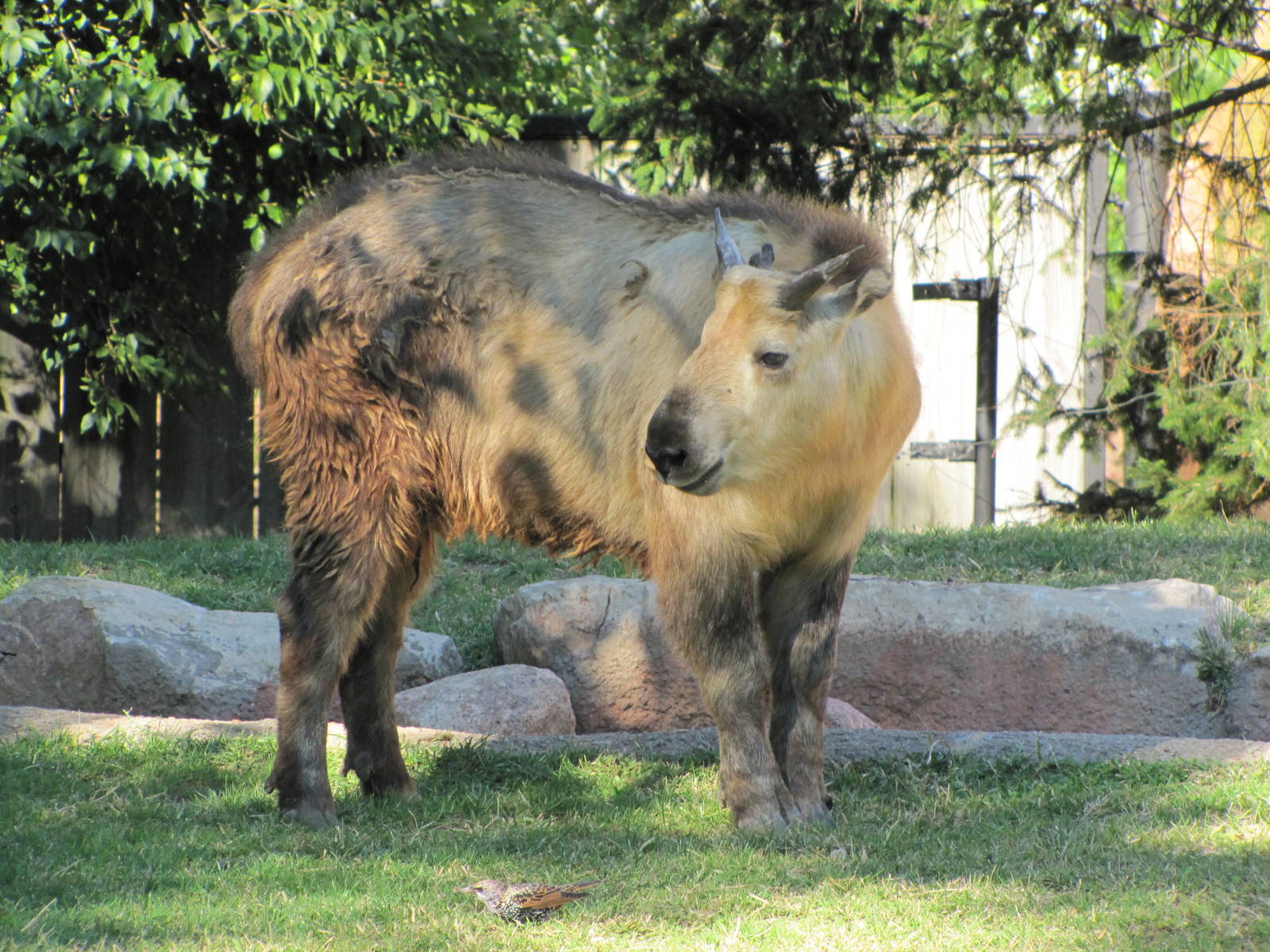 Saint Louis Zoo 2010 - Sichuan Takin calf in Red Rocks