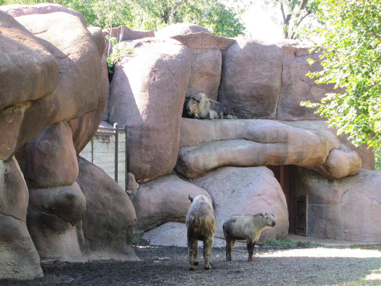 Saint Louis Zoo 2010 - Sichuan Takin group in Red Rocks
