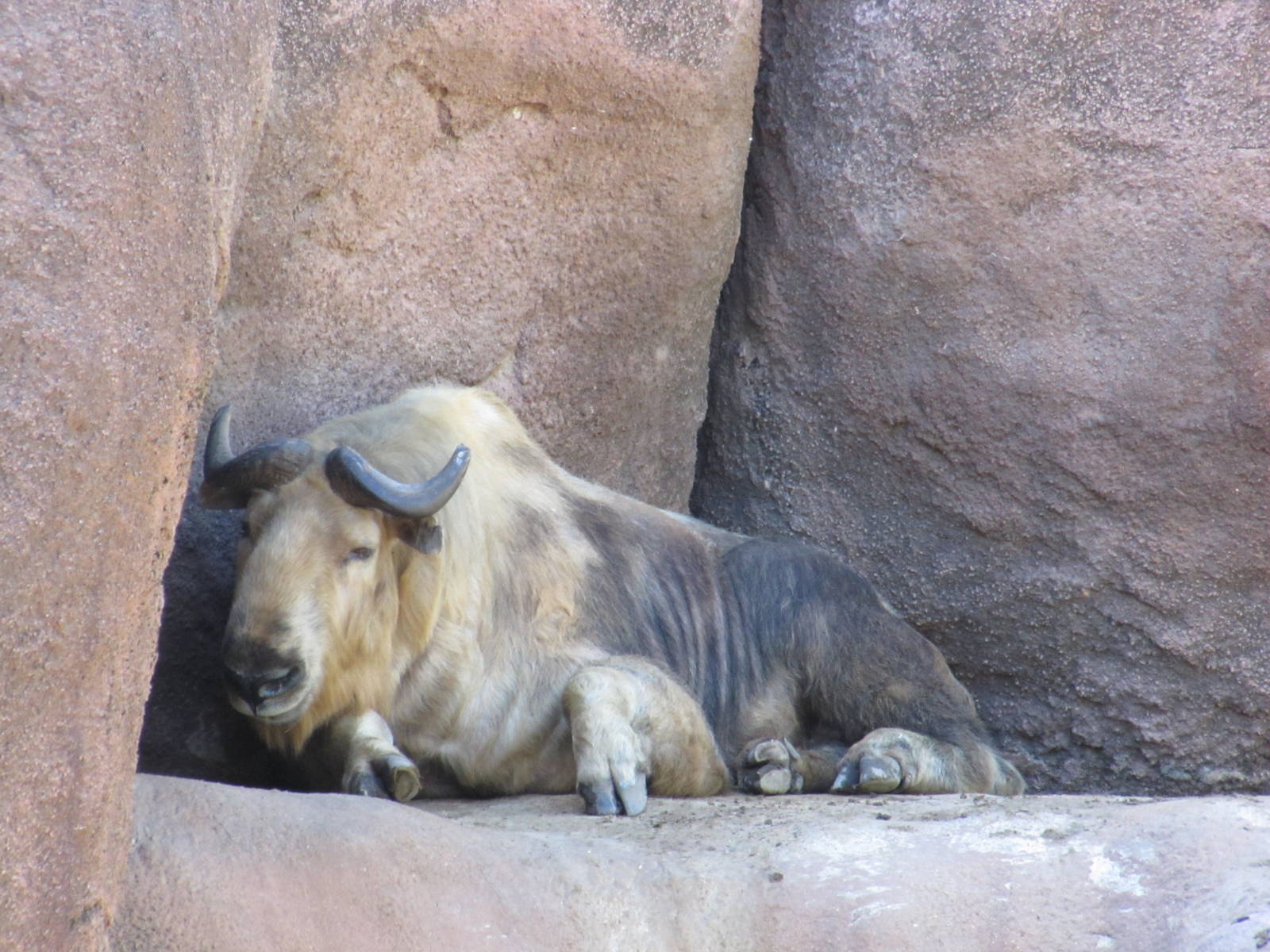 Saint Louis Zoo 2010 - Sichuan Takin in Red Rocks