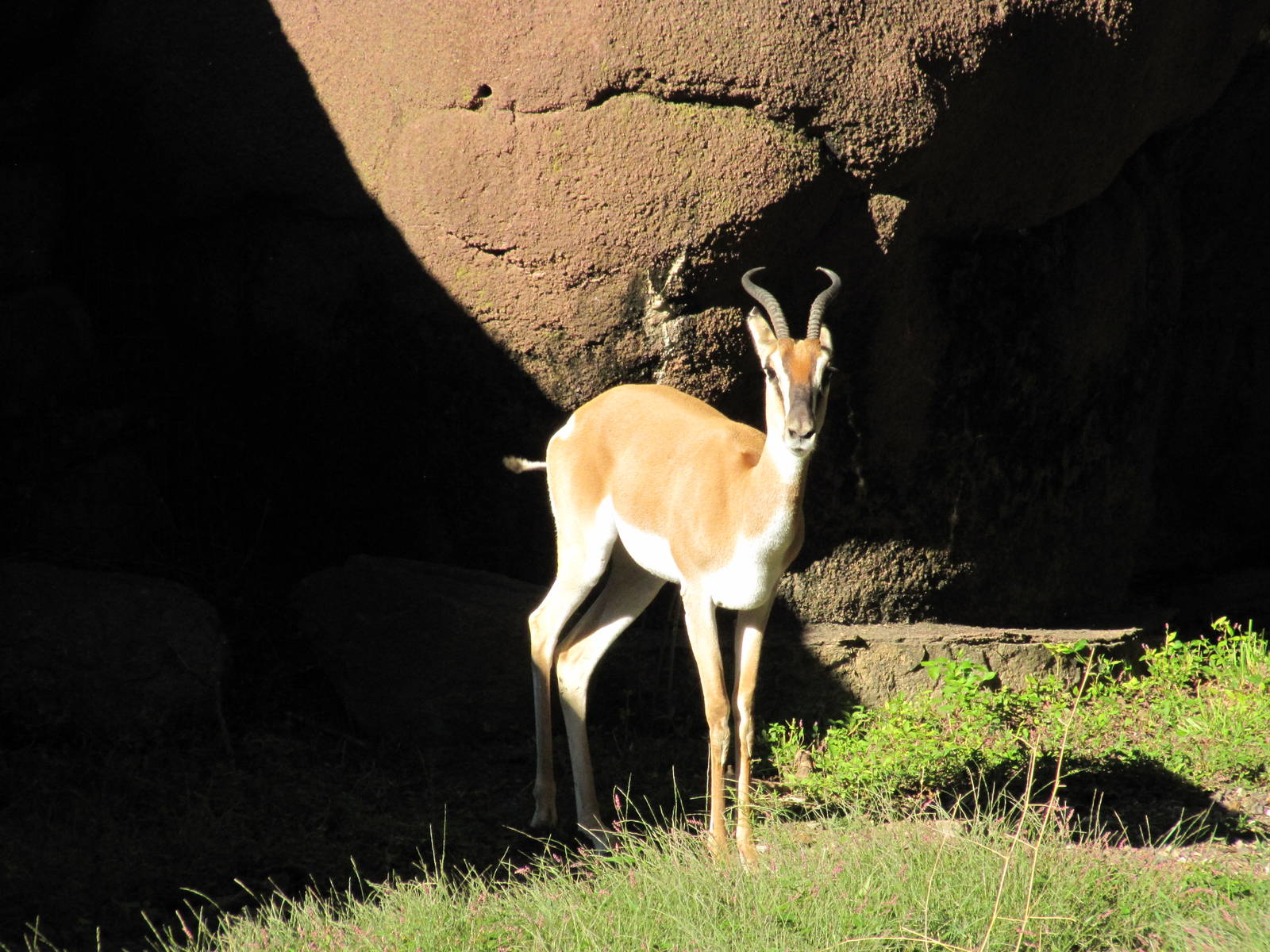 Saint Louis Zoo 2010 - Soemmerings Gazelle in Red Rocks