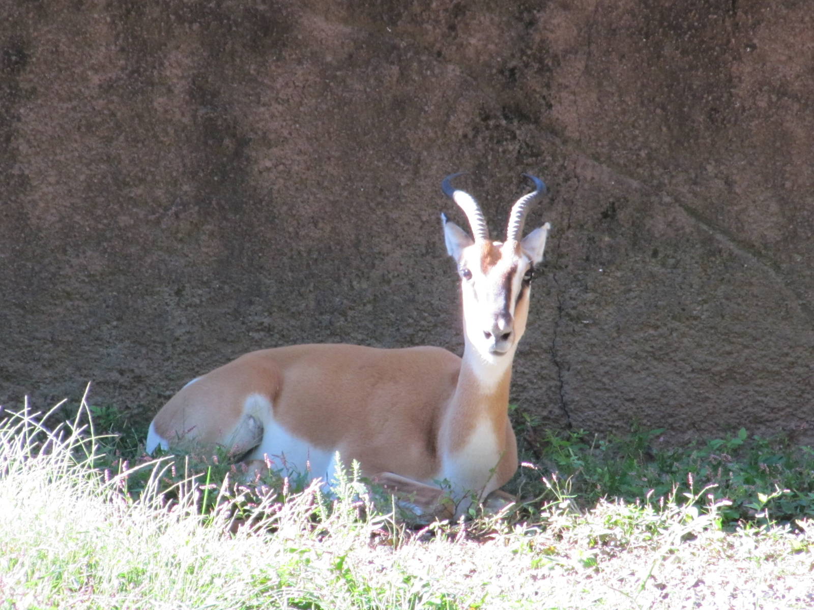 Saint Louis Zoo 2010 - Soemmerrings Gazelle exhibit in Red Rocks