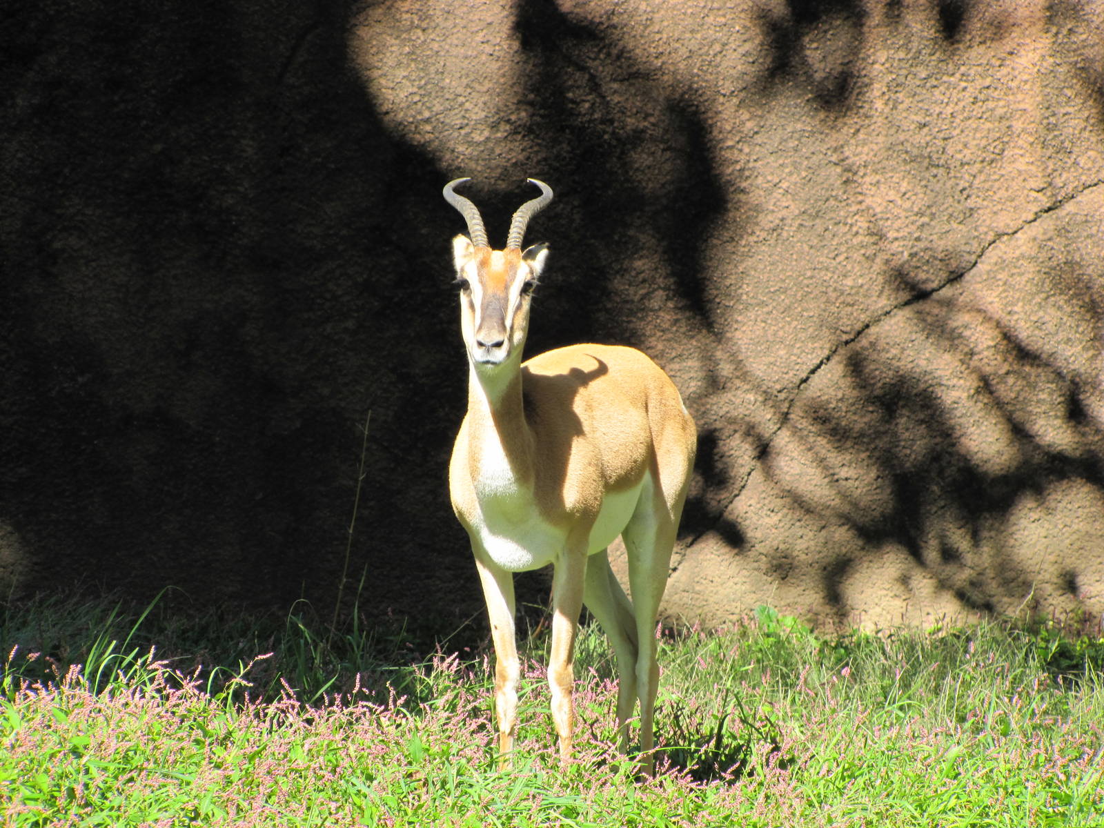 Saint Louis Zoo 2010 - Soemmerrings Gazelle in Red Rocks