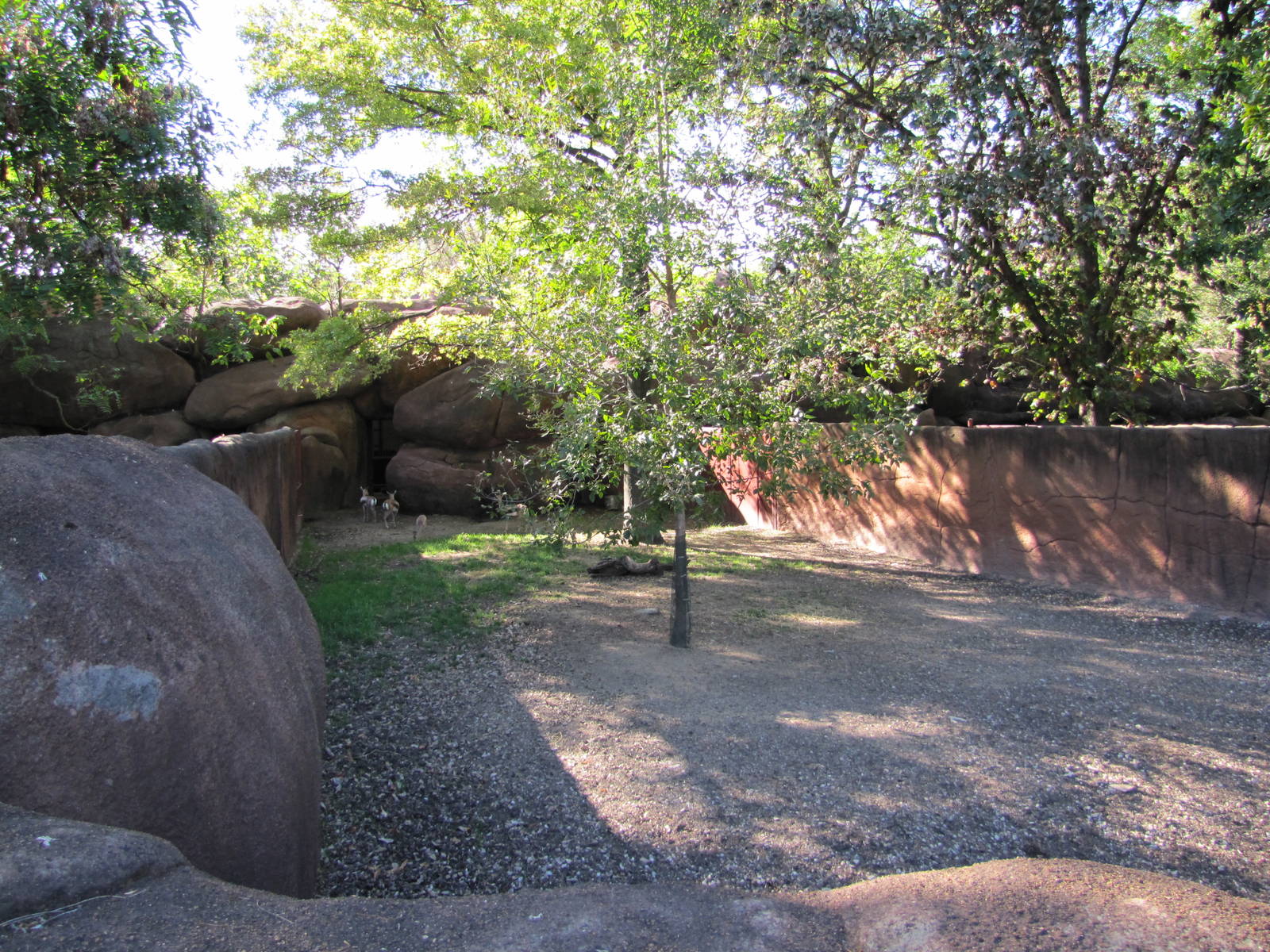 Saint Louis Zoo 2010 - Spekes Gazelle exhibit in Red Rocks