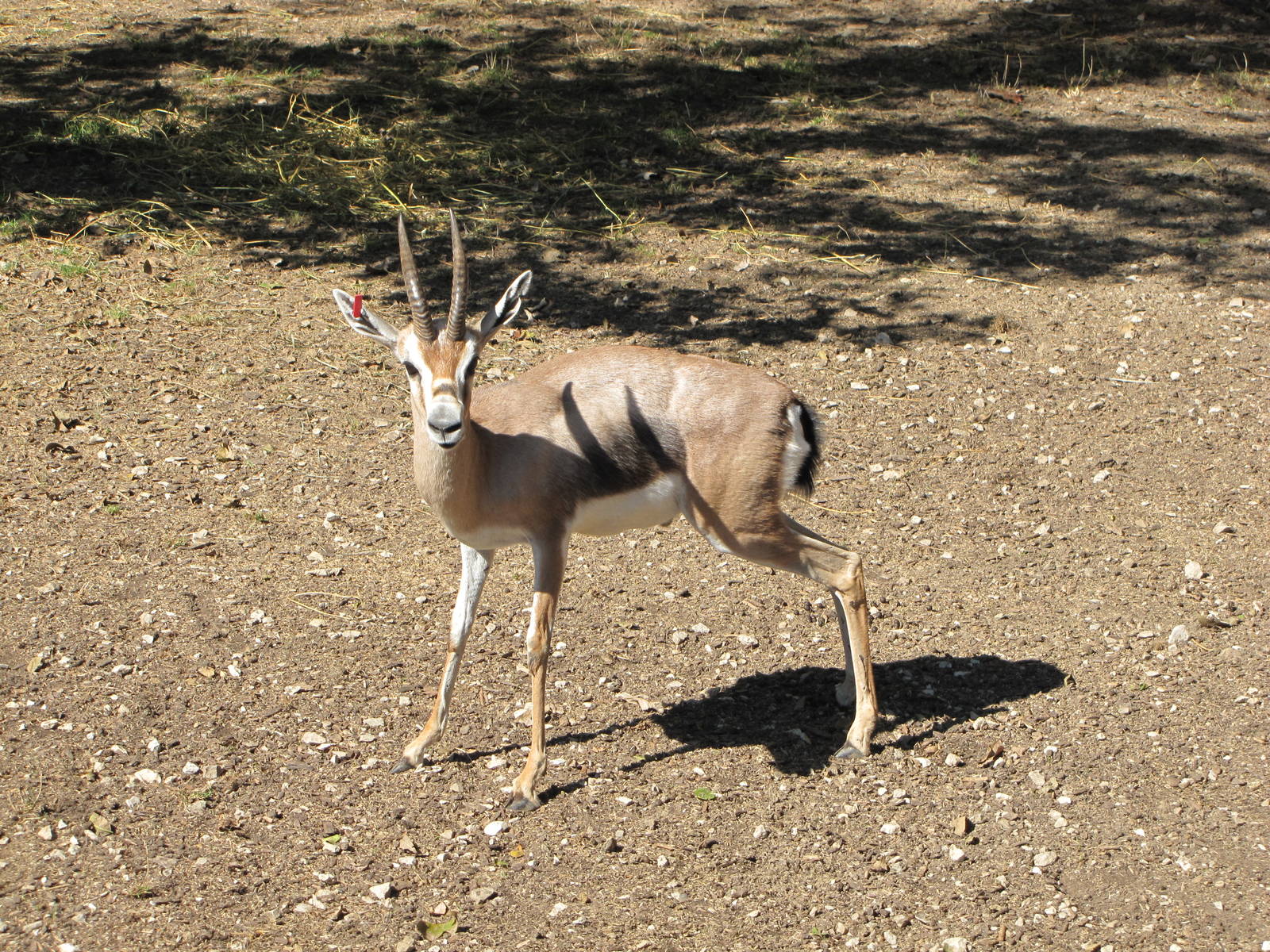 Saint Louis Zoo 2010 - Spekes Gazelle in Red Rocks