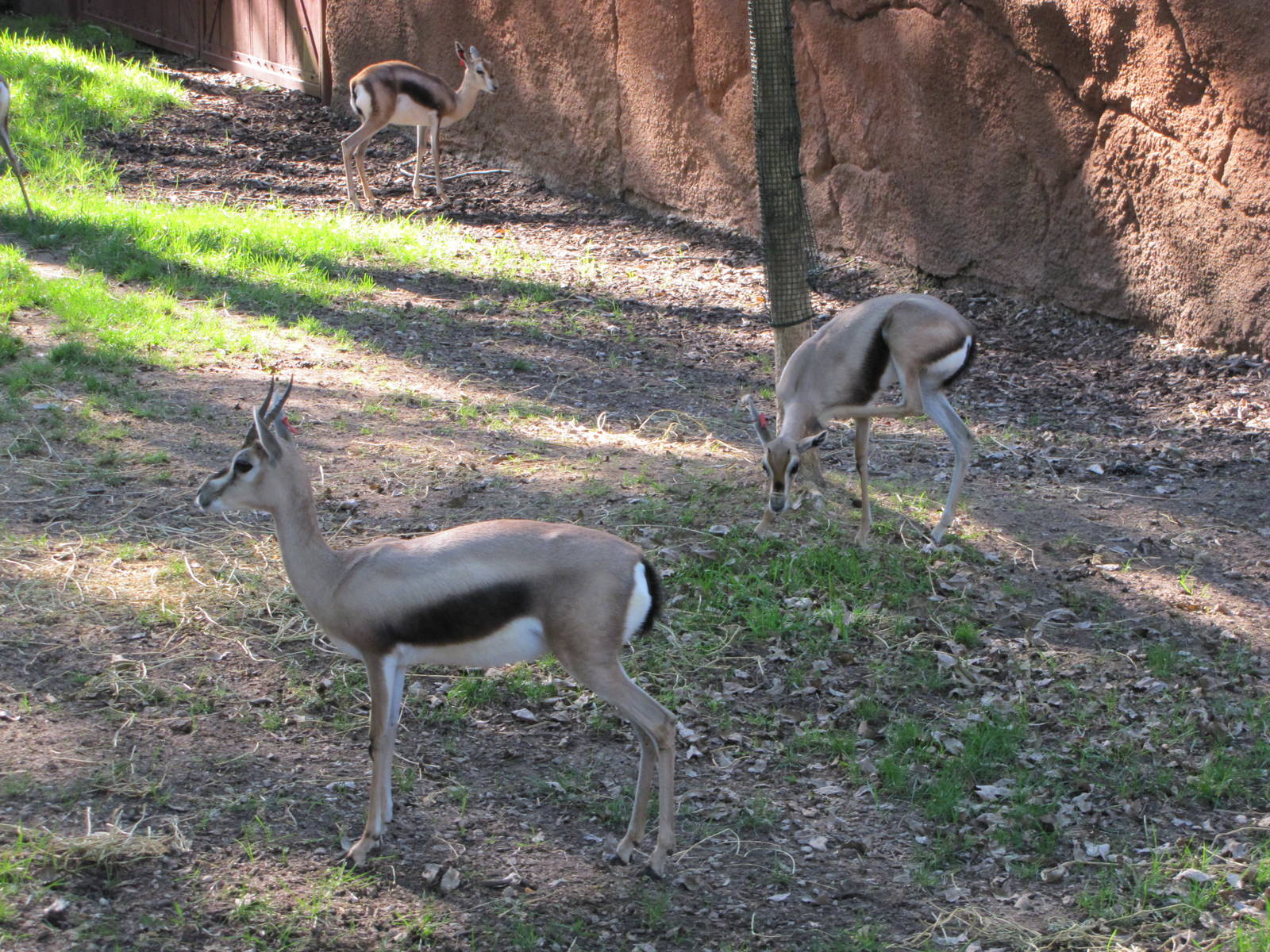 Saint Louis Zoo 2010 - Spekes Gazelle in Red Rocks