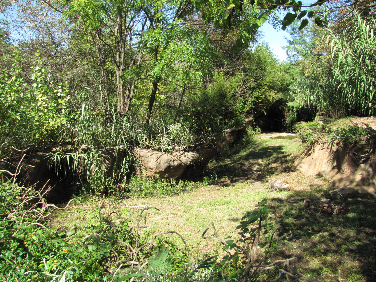 Saint Louis Zoo 2010 - Spotted Hyena exhibit in Rivers Edge